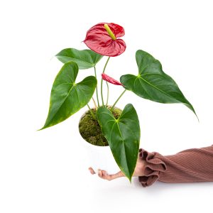 Anthurium Andreanum - Flamingo Flower
