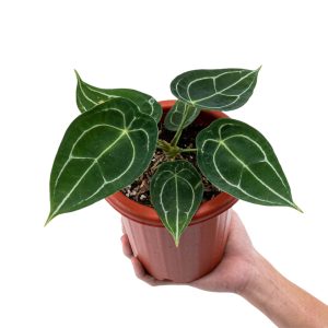 Anthurium Forgetii