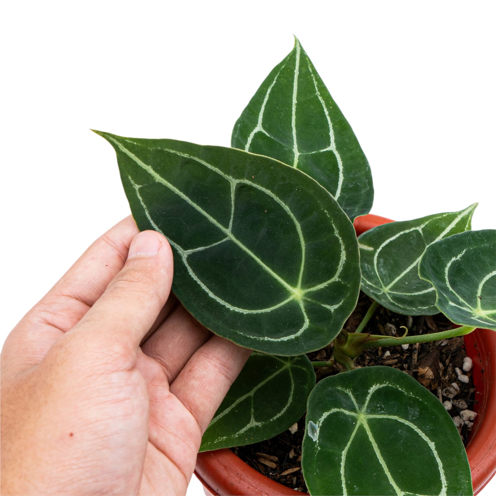 Anthurium Forgetii - Image 2