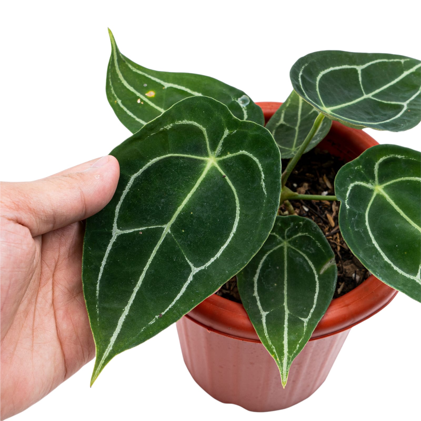 Anthurium Forgetii - Image 3