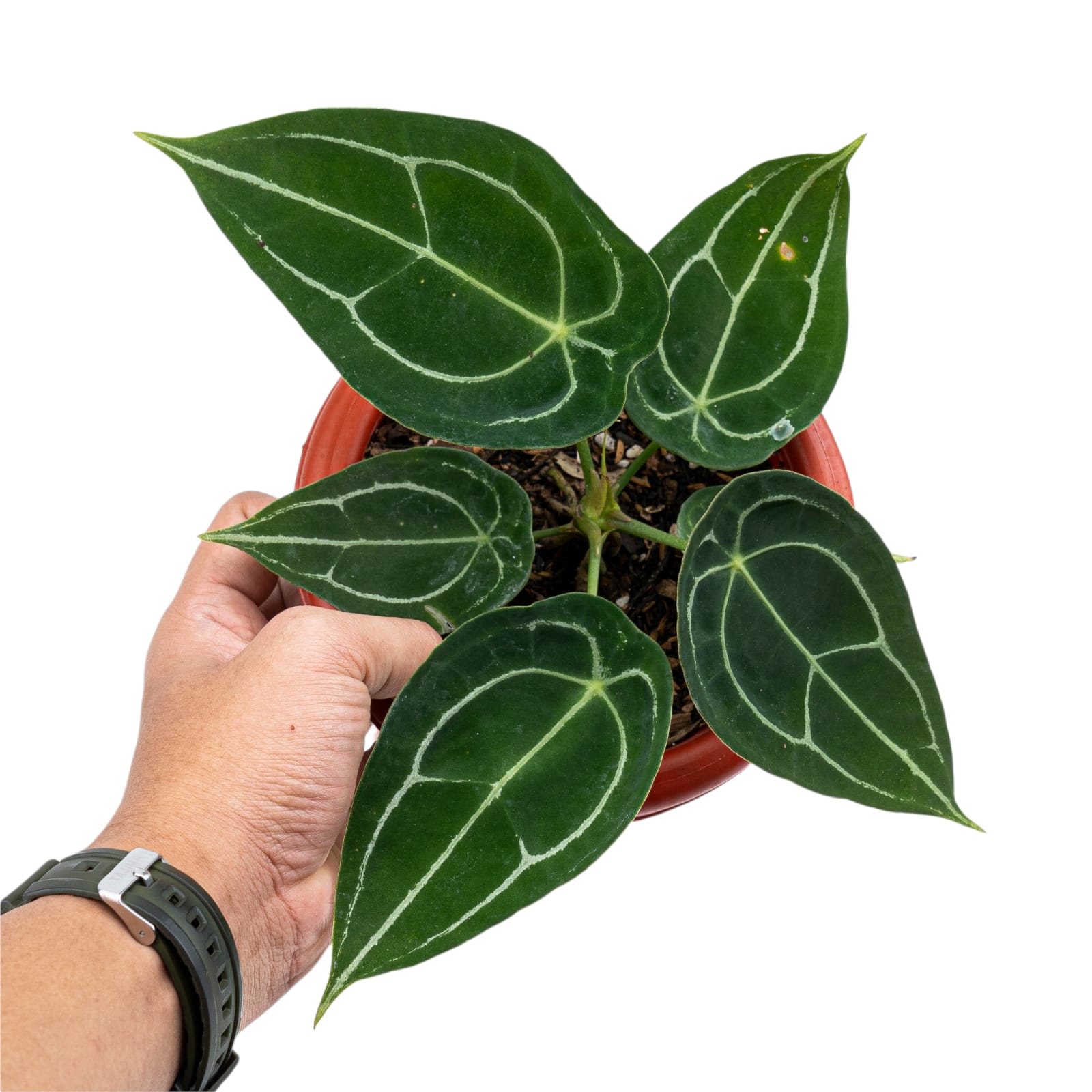 Anthurium Forgetii - Image 4