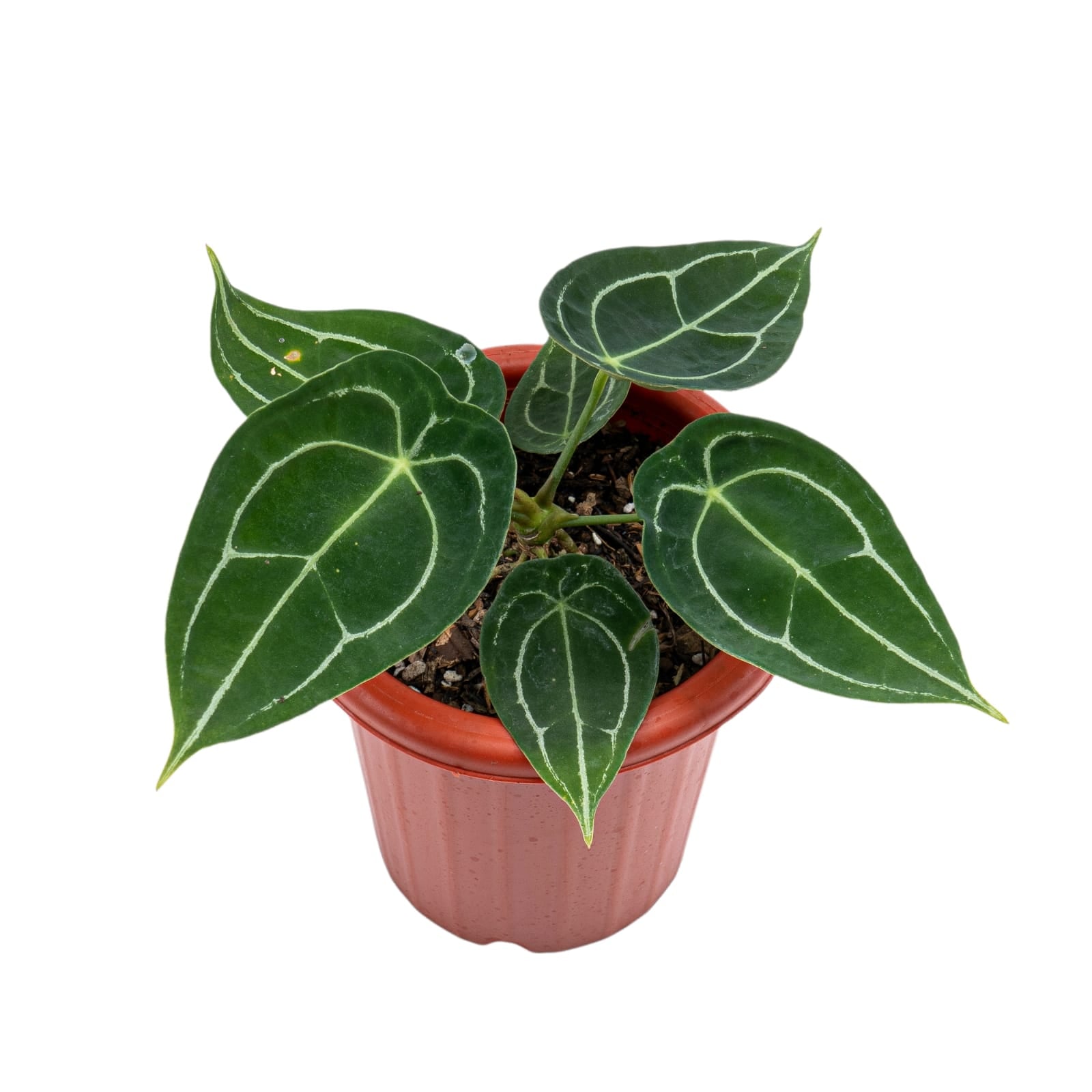 Anthurium Forgetii - Image 5