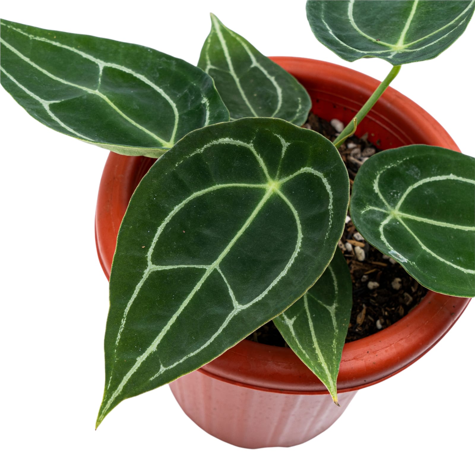 Anthurium Forgetii - Image 6