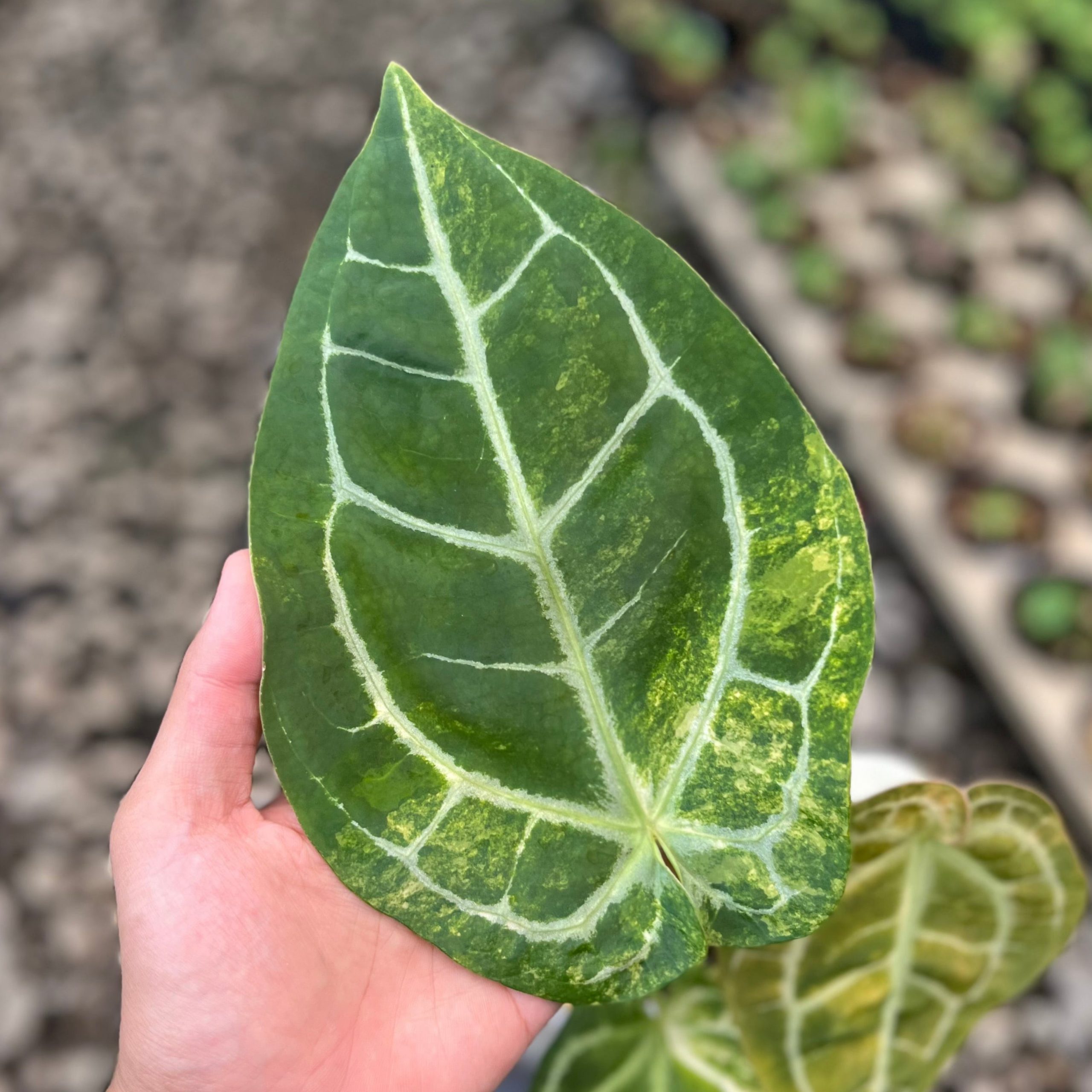 Anthurium Forgetii Var x (Angela x Black Widow) Big Size - Image 2