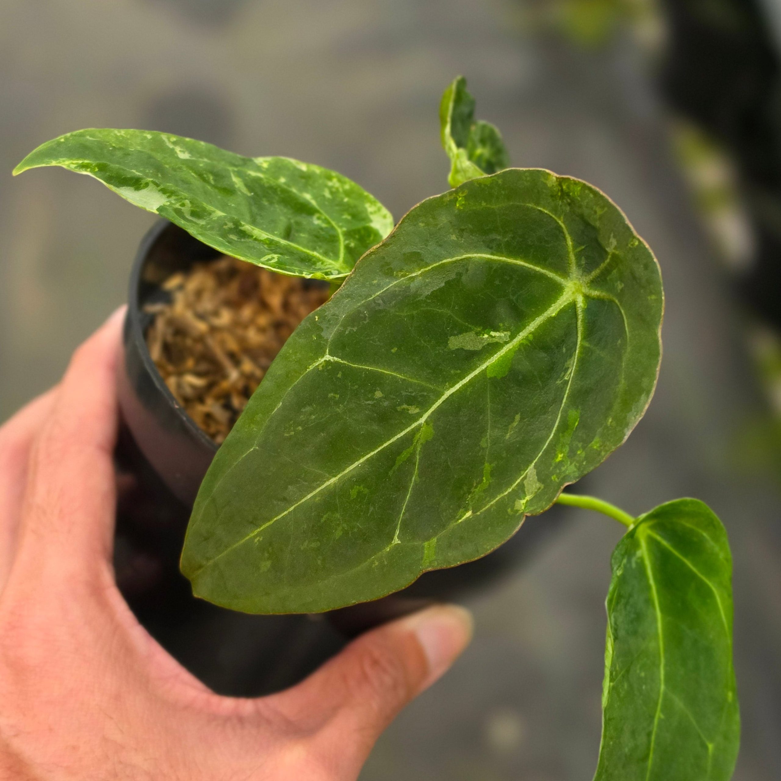 Anthurium forgetii variegated - Image 2