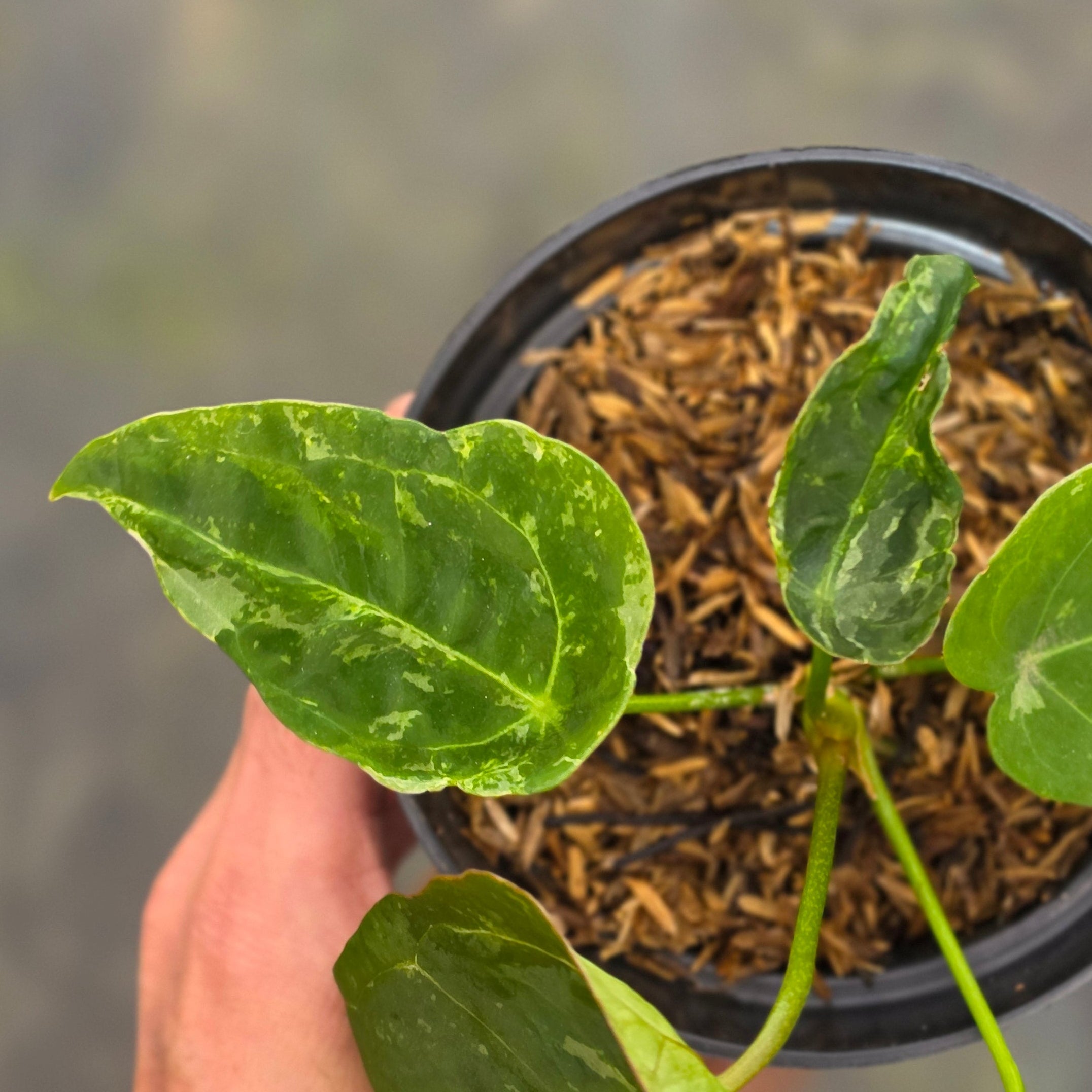 Anthurium forgetii variegated - Image 3
