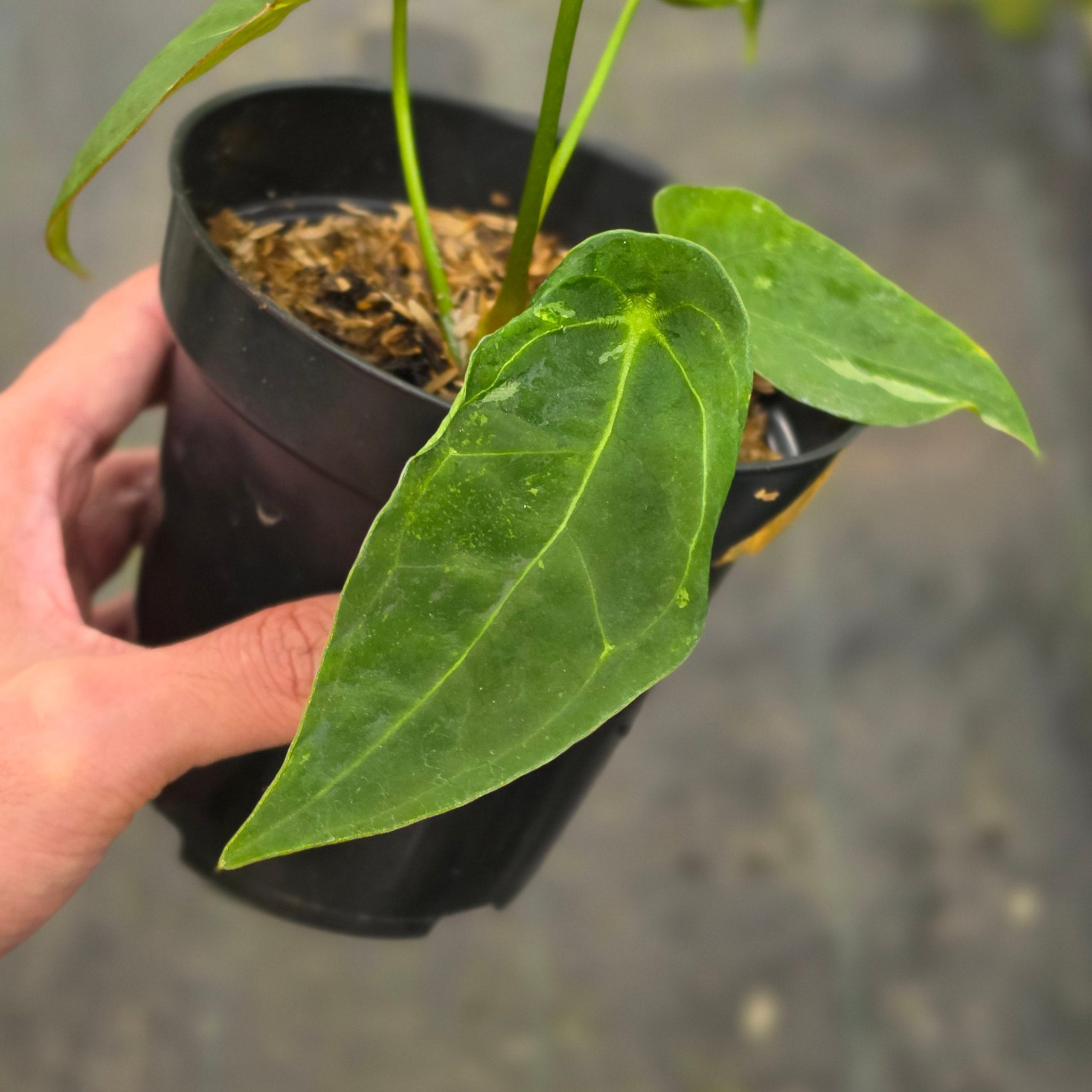 Anthurium forgetii variegated - Image 4