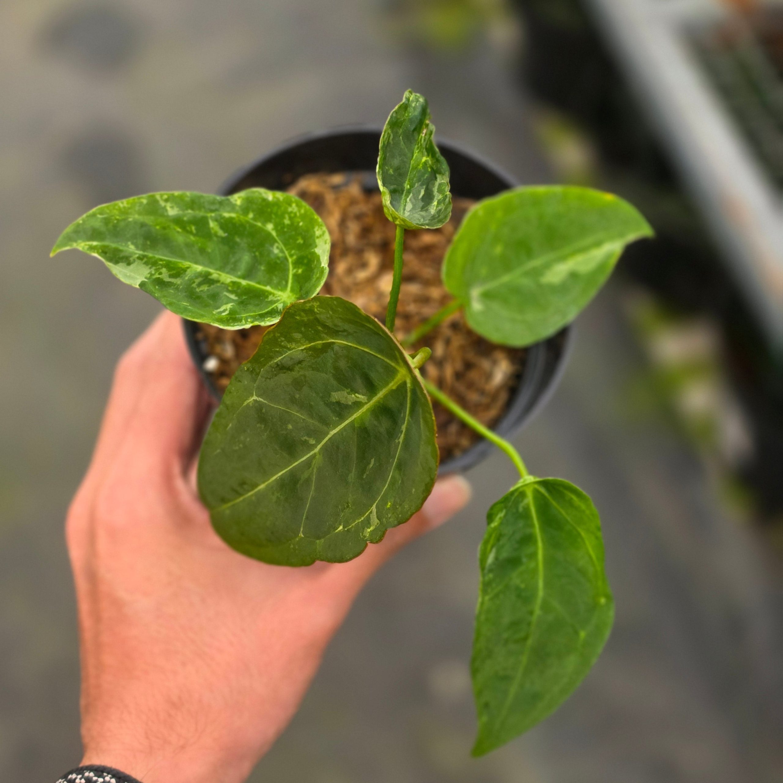 Anthurium forgetii variegated - Image 5