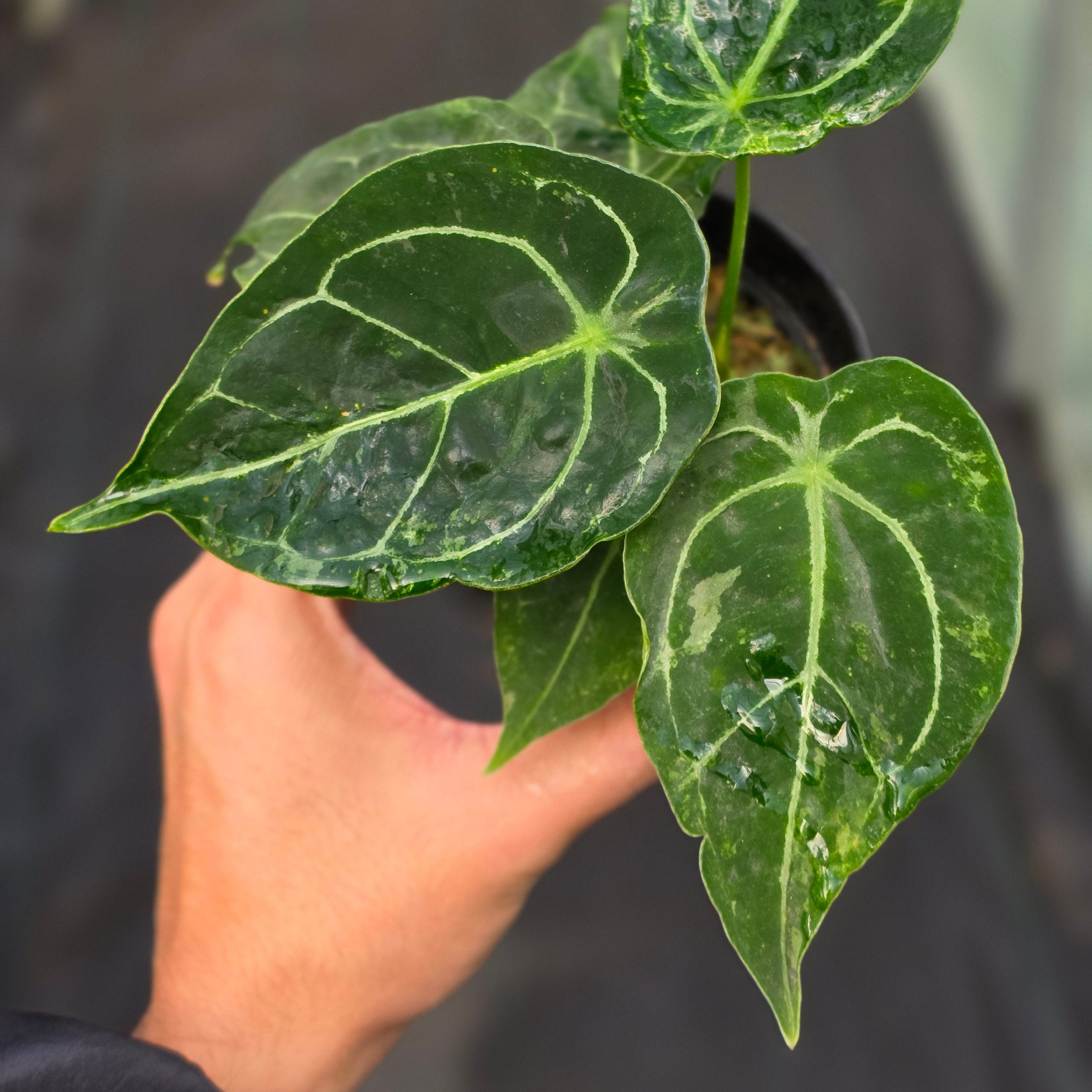 Anthurium forgetii variegated x papilaminum - Image 2