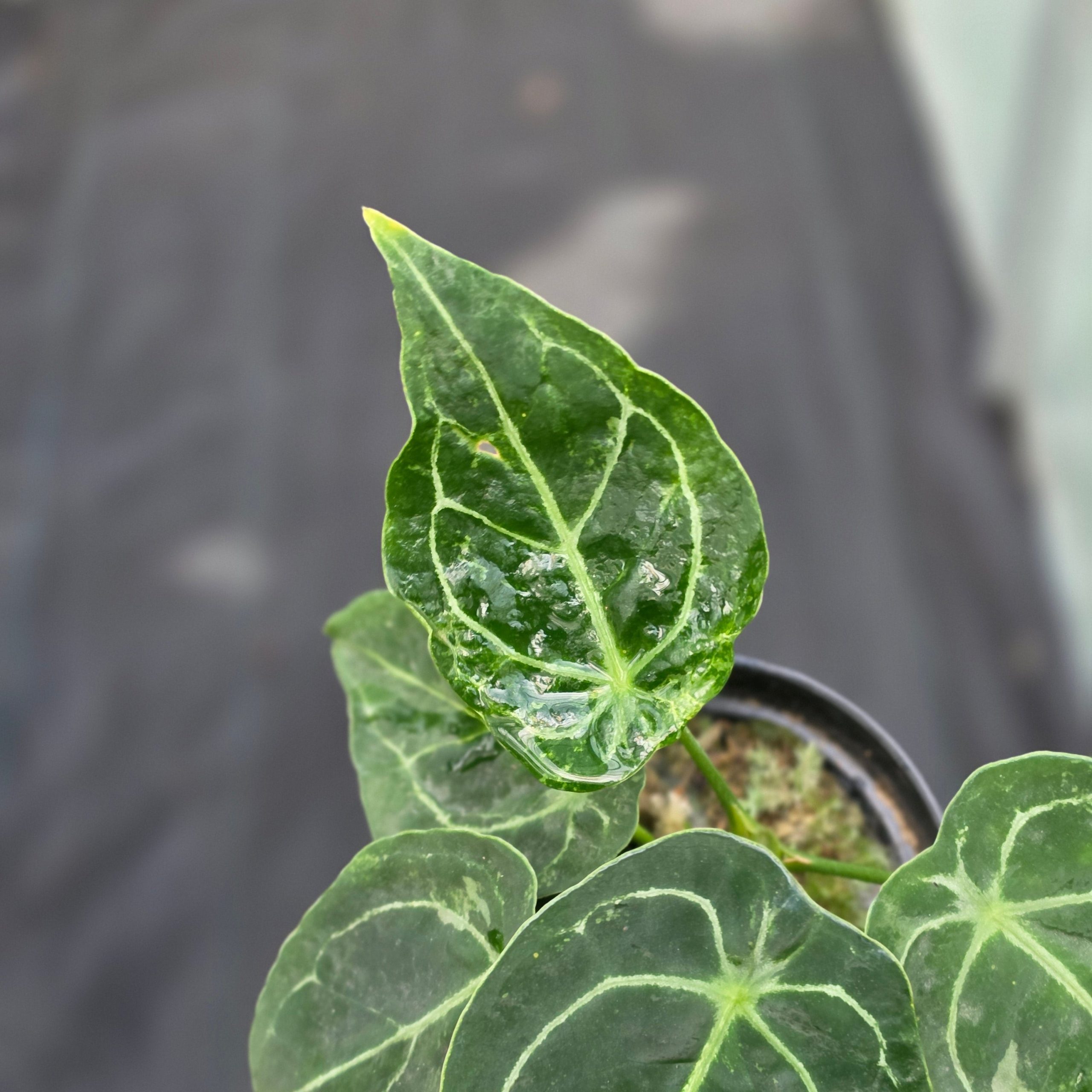 Anthurium forgetii variegated x papilaminum - Image 3