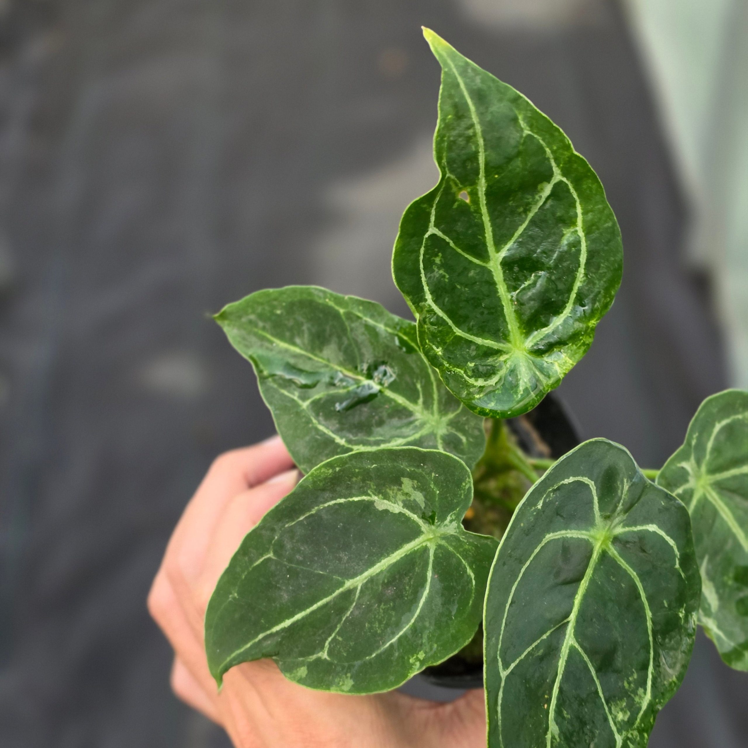 Anthurium forgetii variegated x papilaminum - Image 4