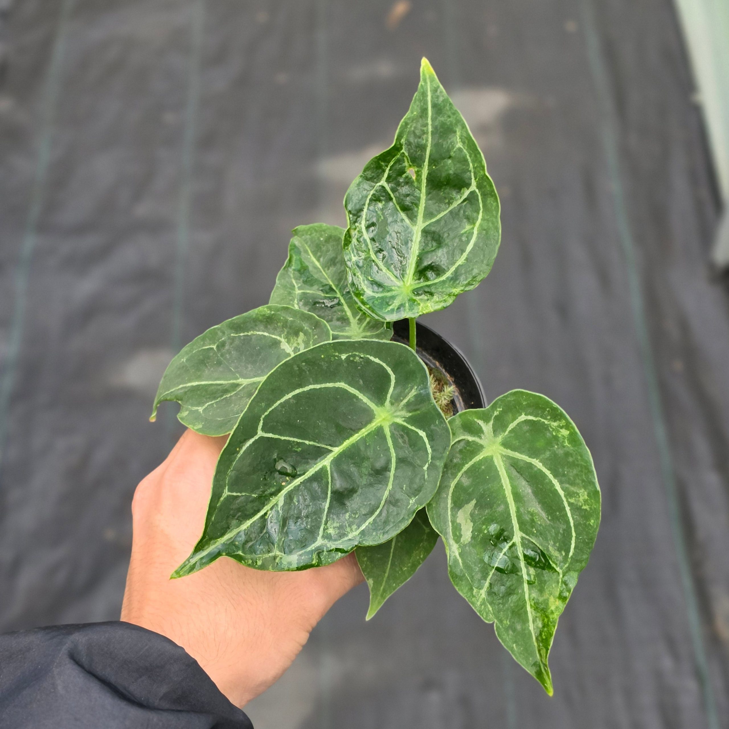 Anthurium forgetii variegated x papilaminum - Image 5