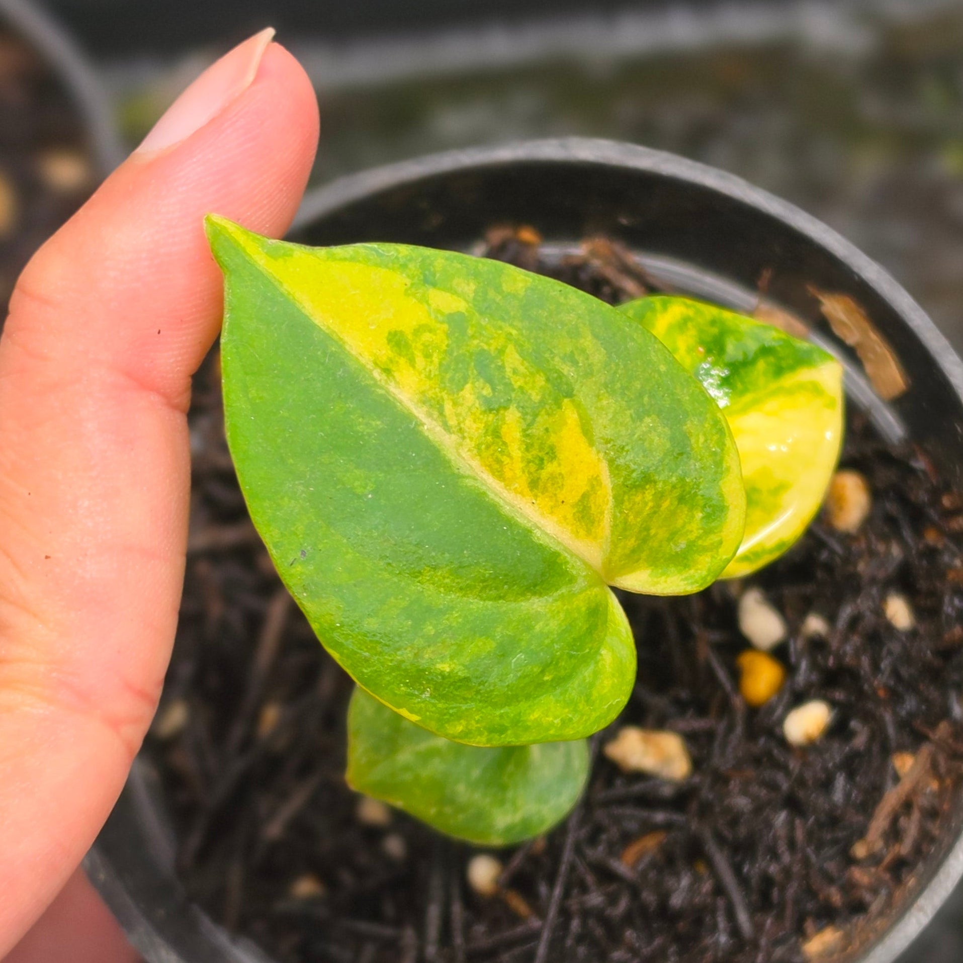 Anthurium gegatron domino x kos porti - seedling - Image 2