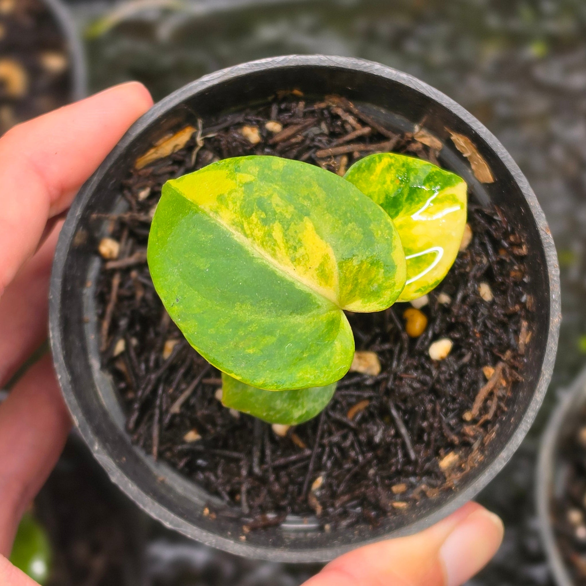 Anthurium gegatron domino x kos porti - seedling - Image 3