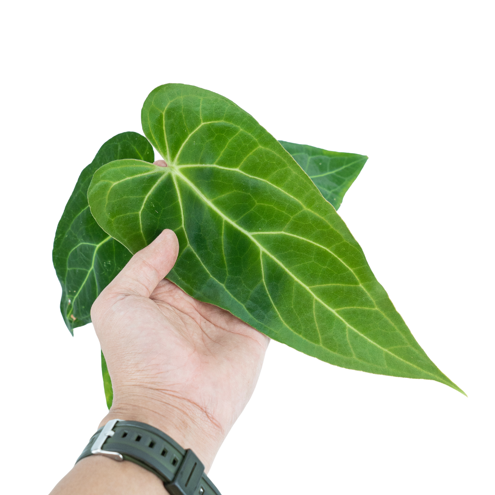 Anthurium Green Mamba ( Warocqueanum x Magnificum verde ) - Image 2