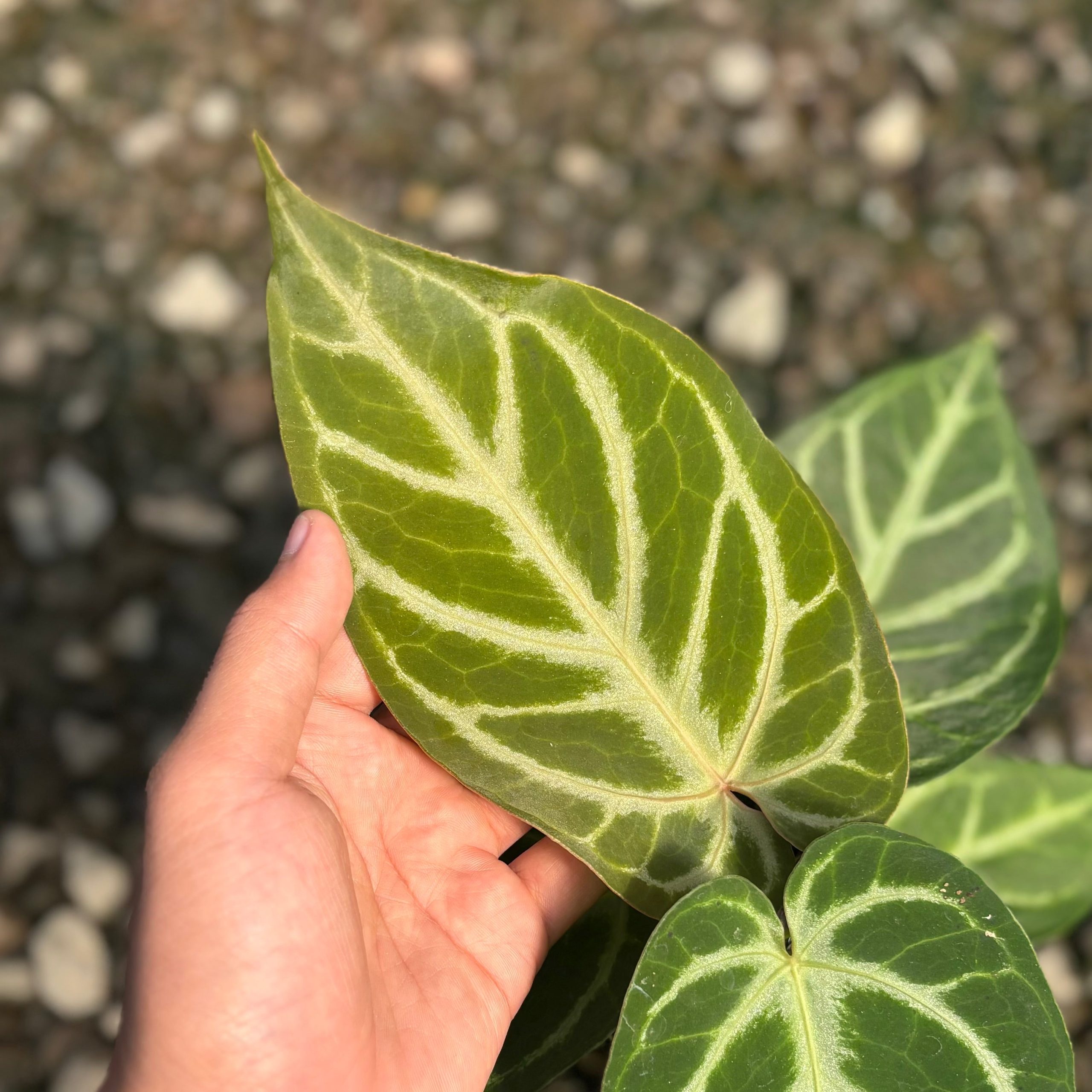 Anthurium green mamba x silver blush - Image 2