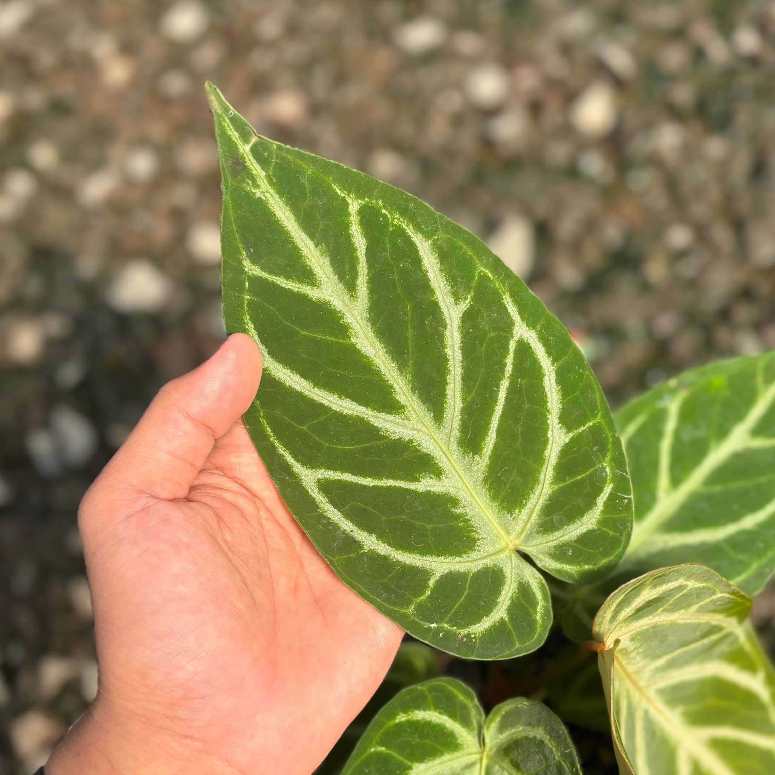 Anthurium green mamba x silver blush - Image 3