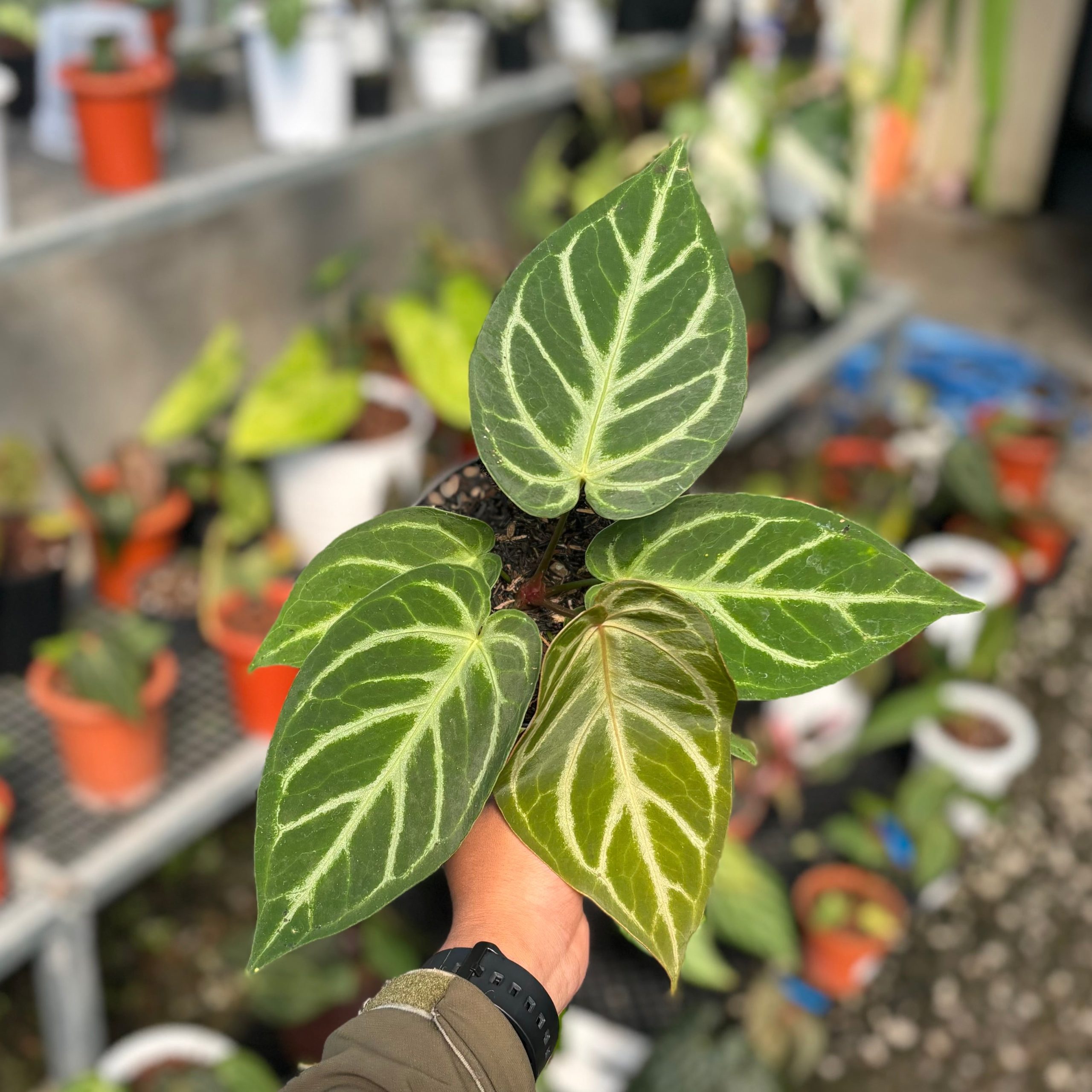 Anthurium green mamba x silver blush - Image 4
