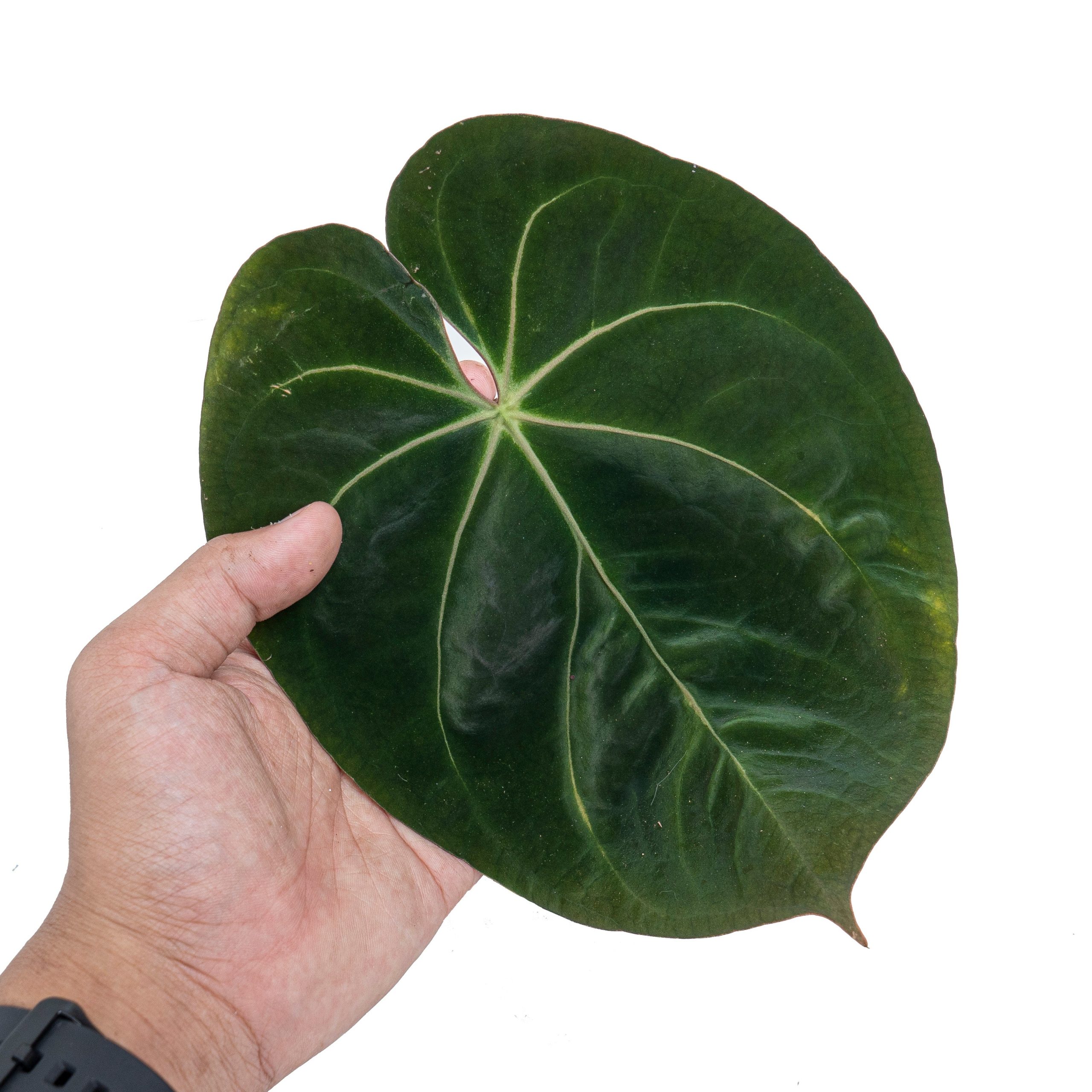 Anthurium hoffmanii hybrid - Image 2