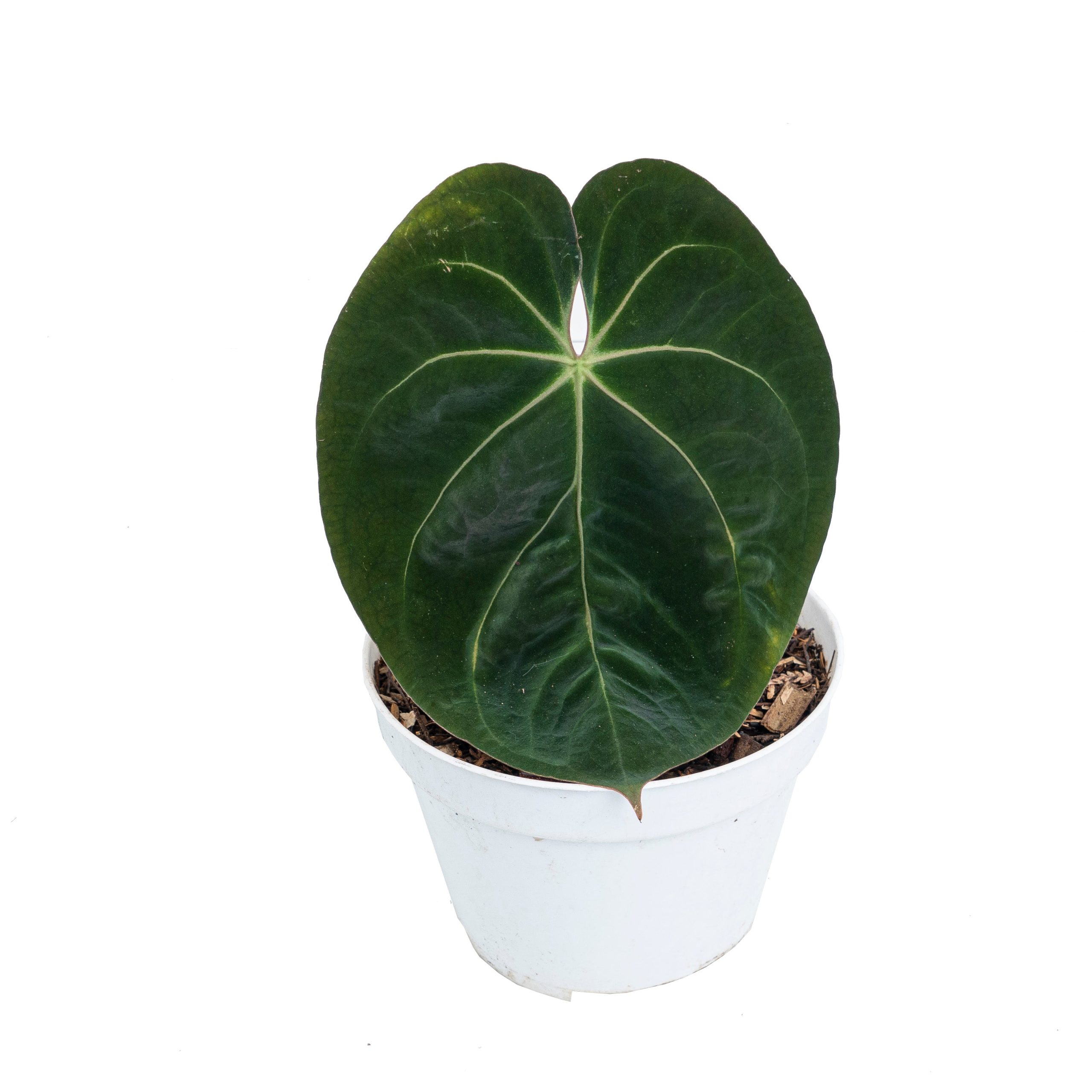 Anthurium hoffmanii hybrid - Image 3
