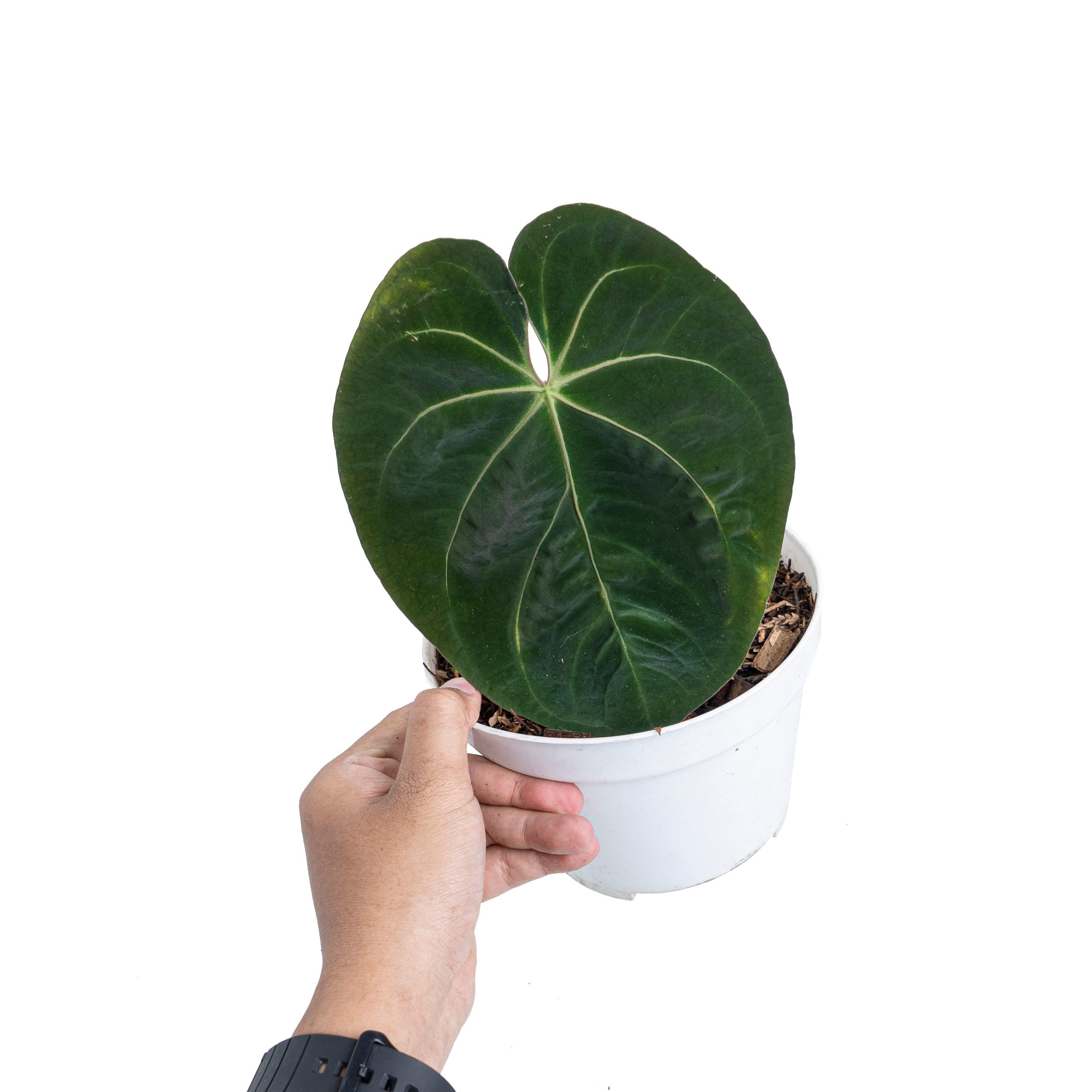 Anthurium hoffmanii hybrid - Image 4