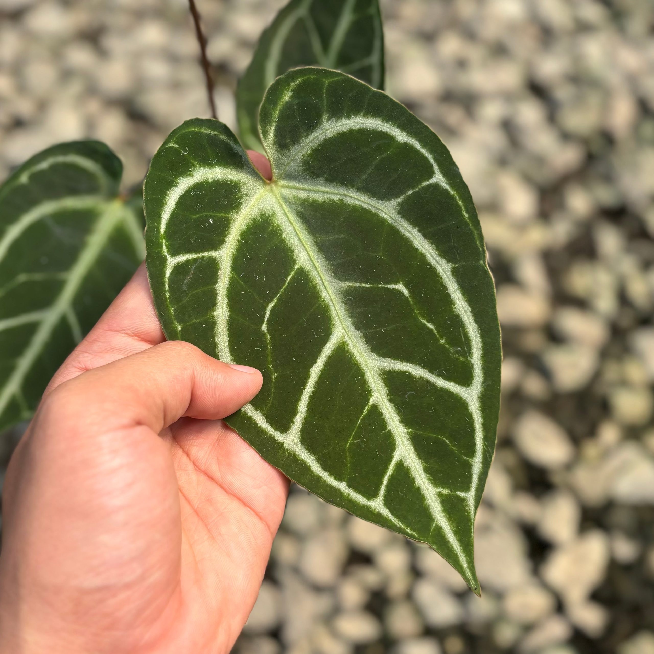 Anthurium hoffmannii x crystallinum - Image 2