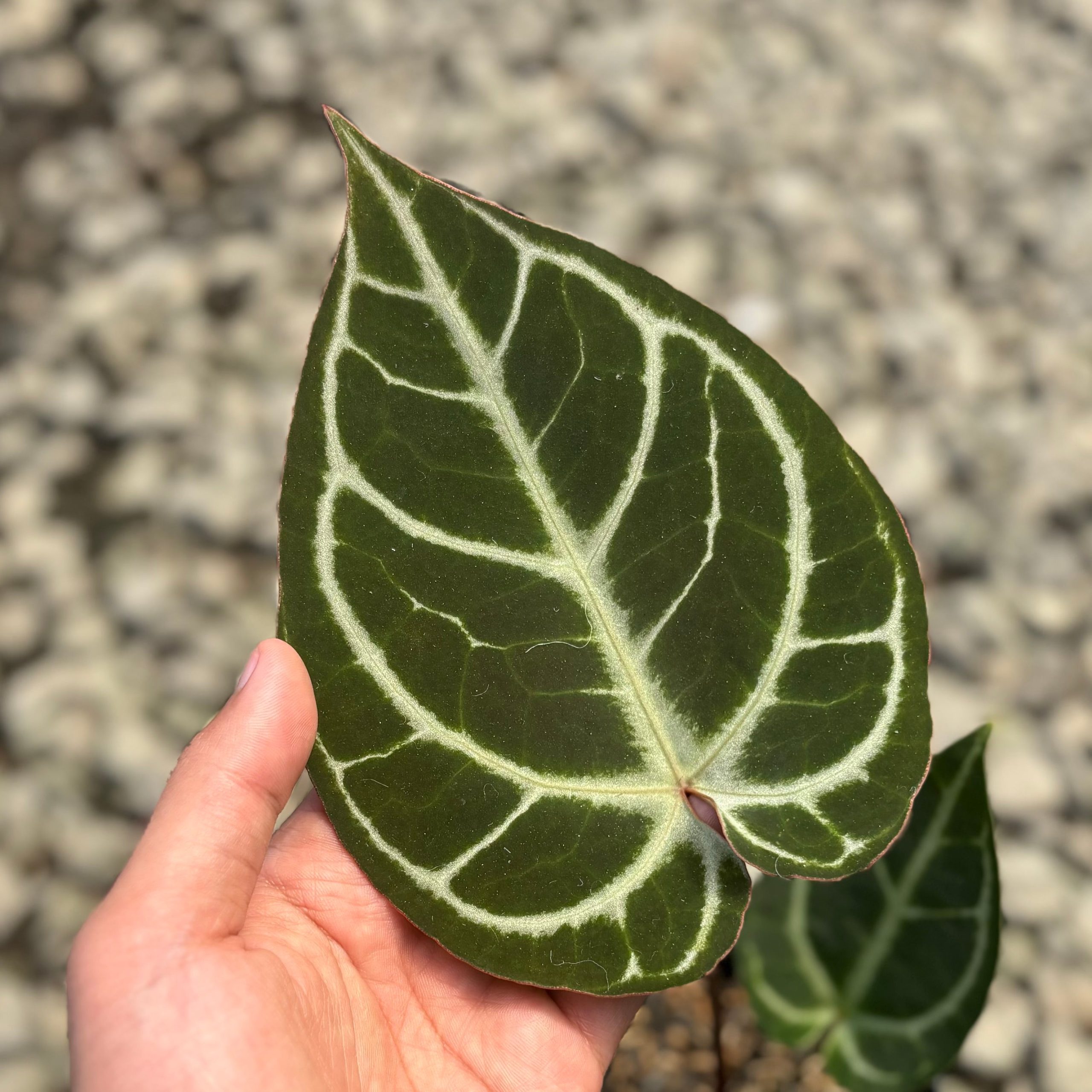 Anthurium hoffmannii x crystallinum - Image 3