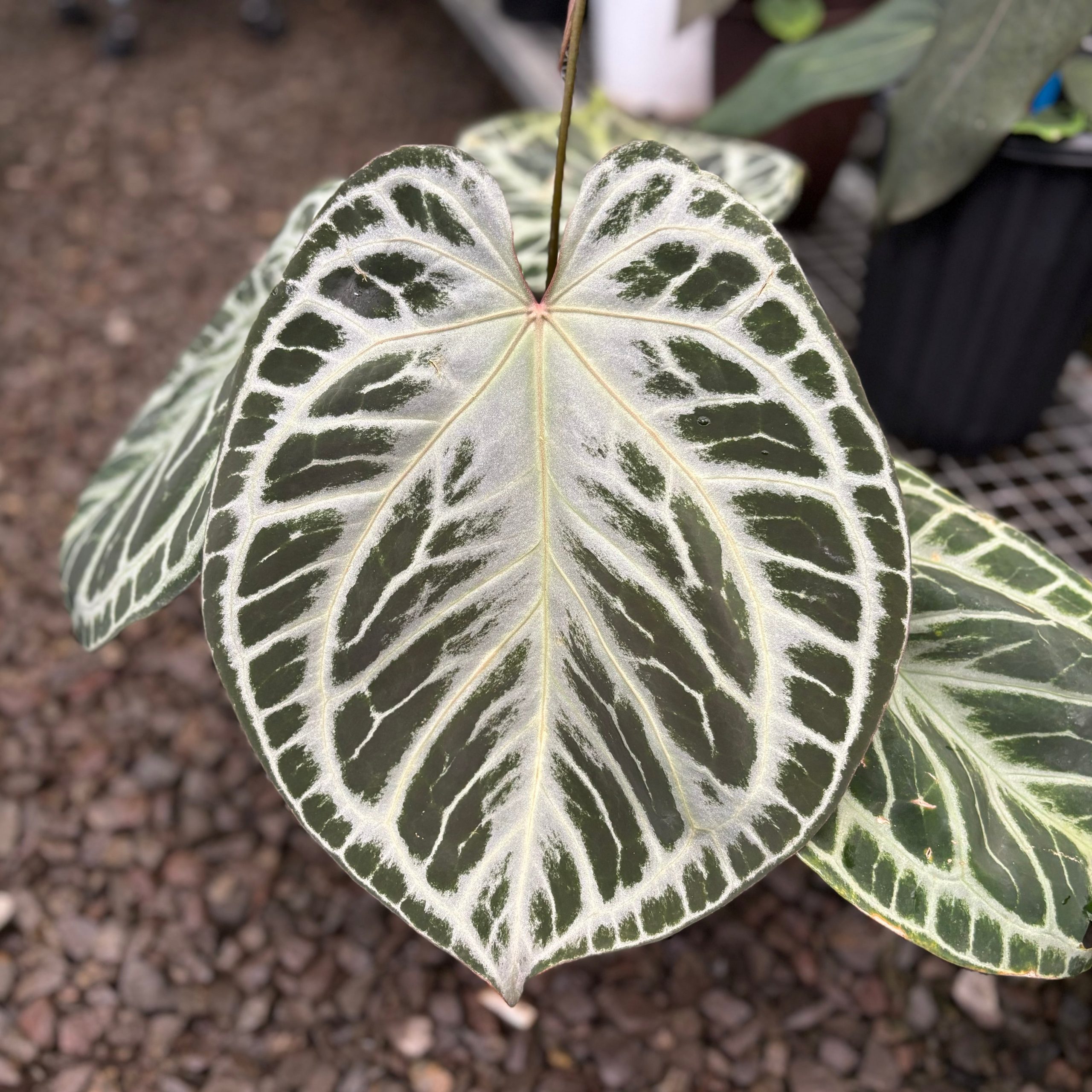 Anthurium HU x RC (King of spades x Red crystallinum) Mature size - Image 2