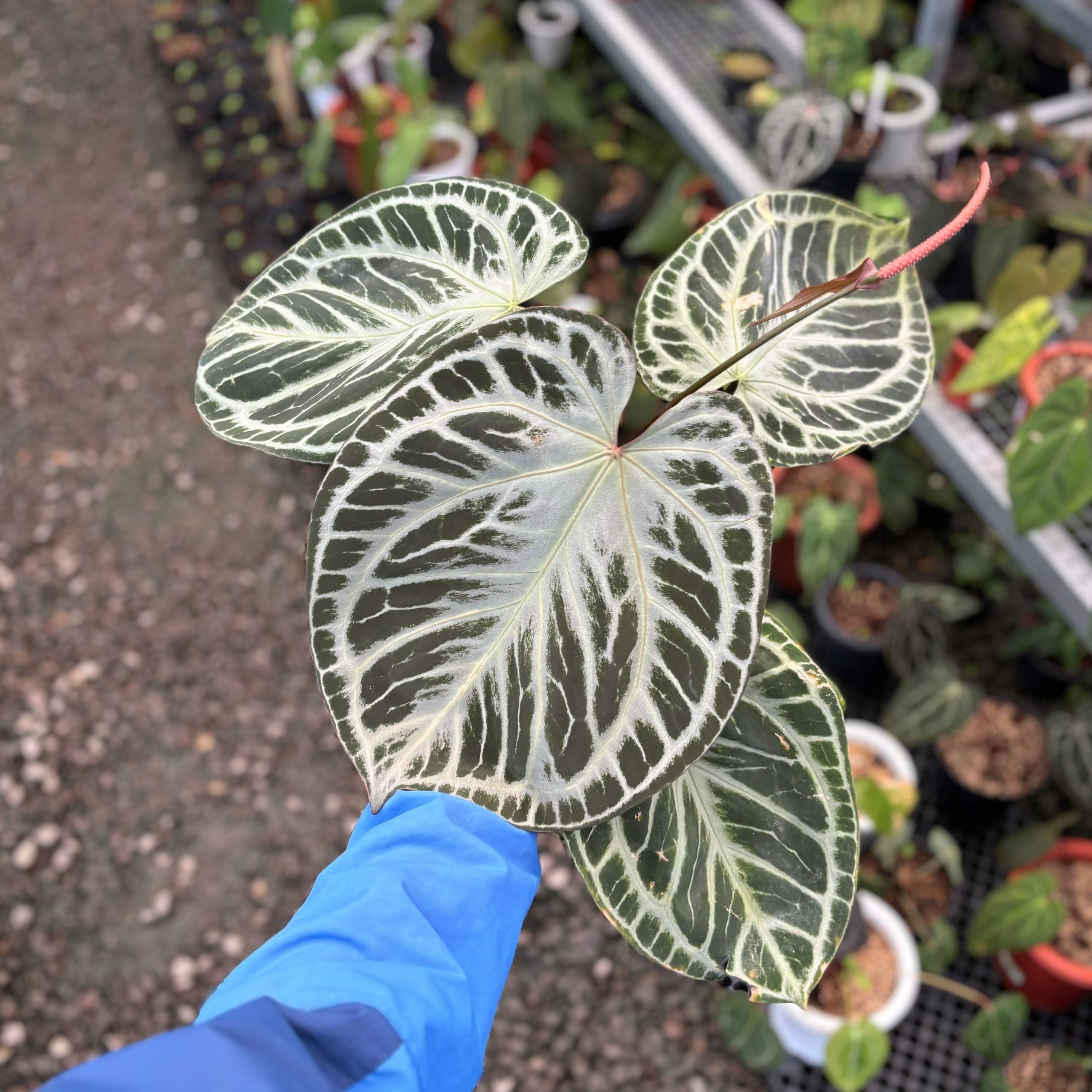 Anthurium HU x RC (King of spades x Red crystallinum) Mature size - Image 3