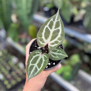 Anthurium HU RC x Michelle