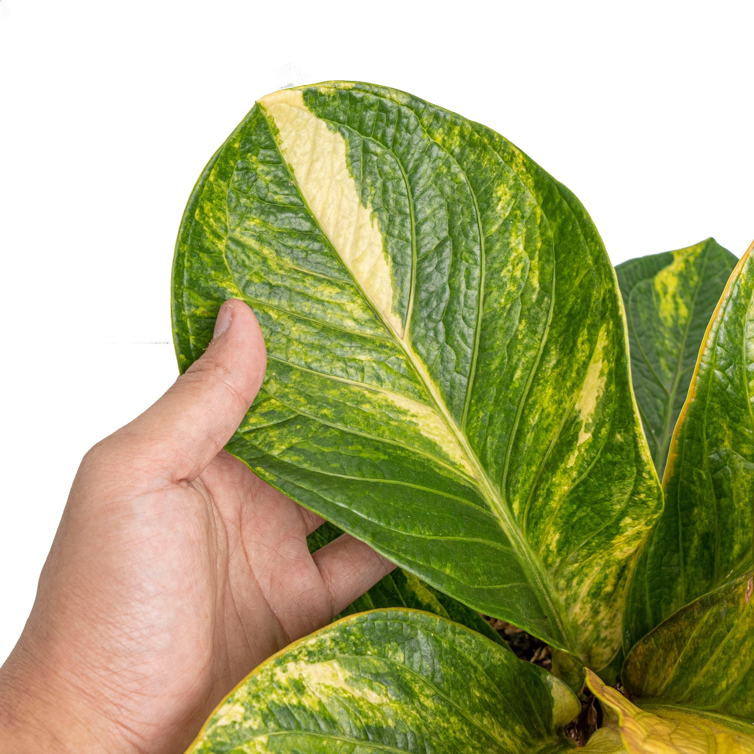 Anthurium jenmanii bowl variegated - Mature size - Image 3