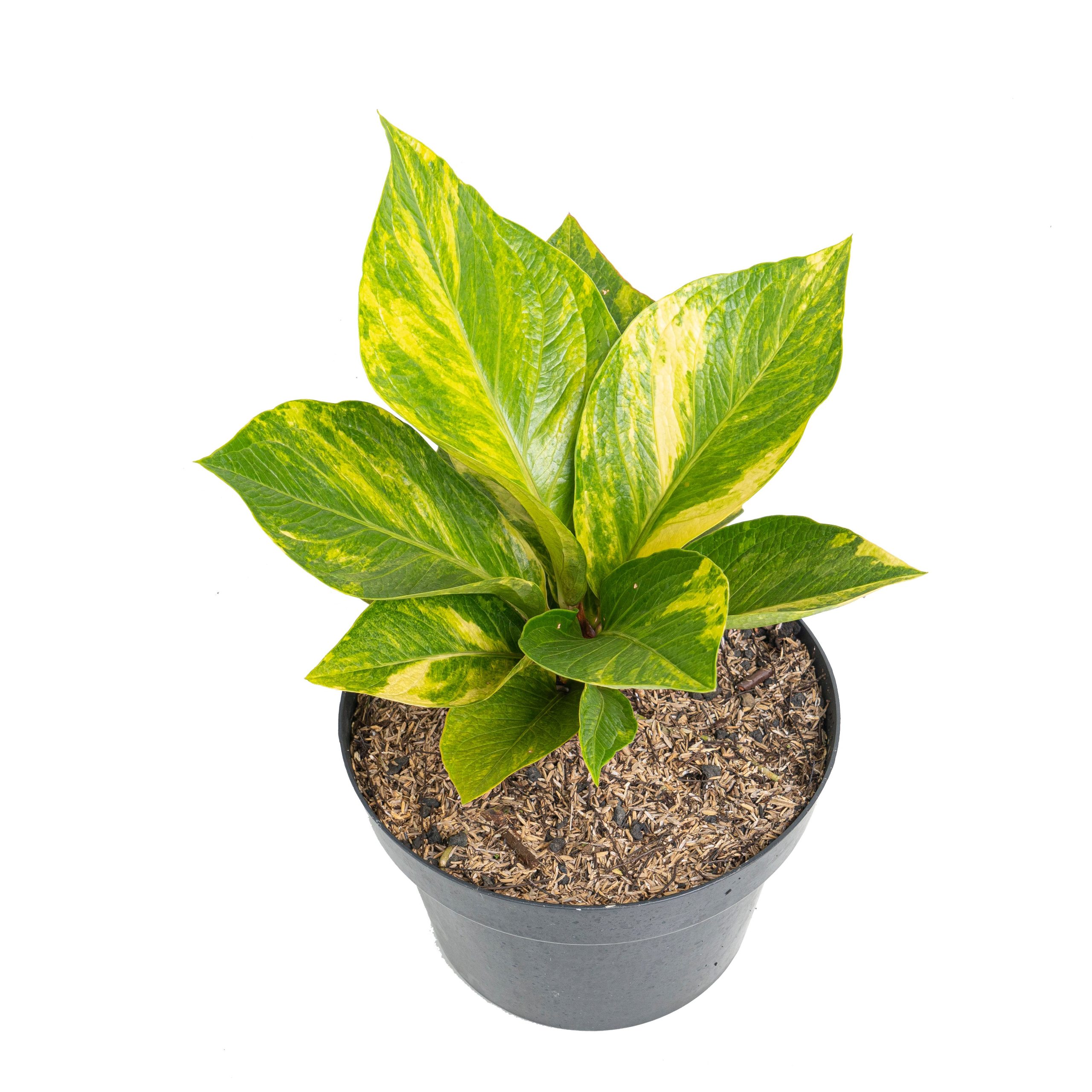 Anthurium jenmanii cobra batik variegated - Mature size - Image 4