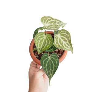 Anthurium king clarinervium
