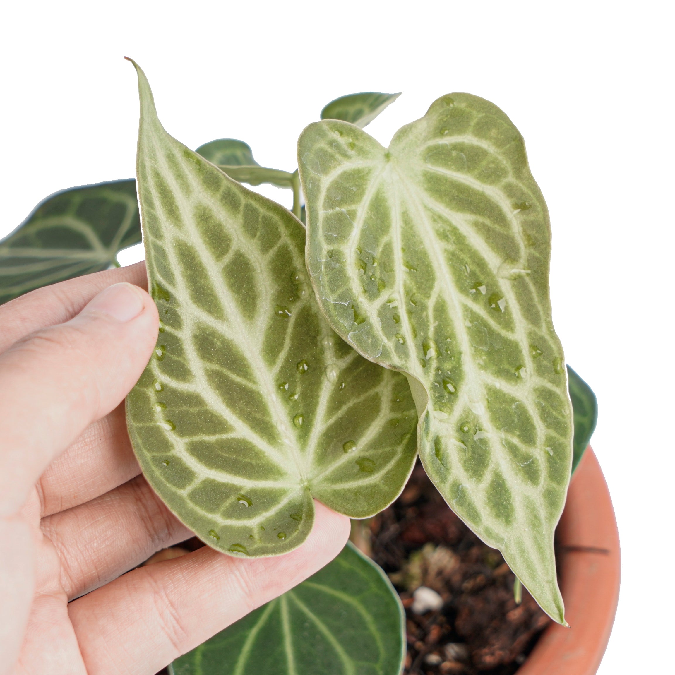 Anthurium king clarinervium - Image 2
