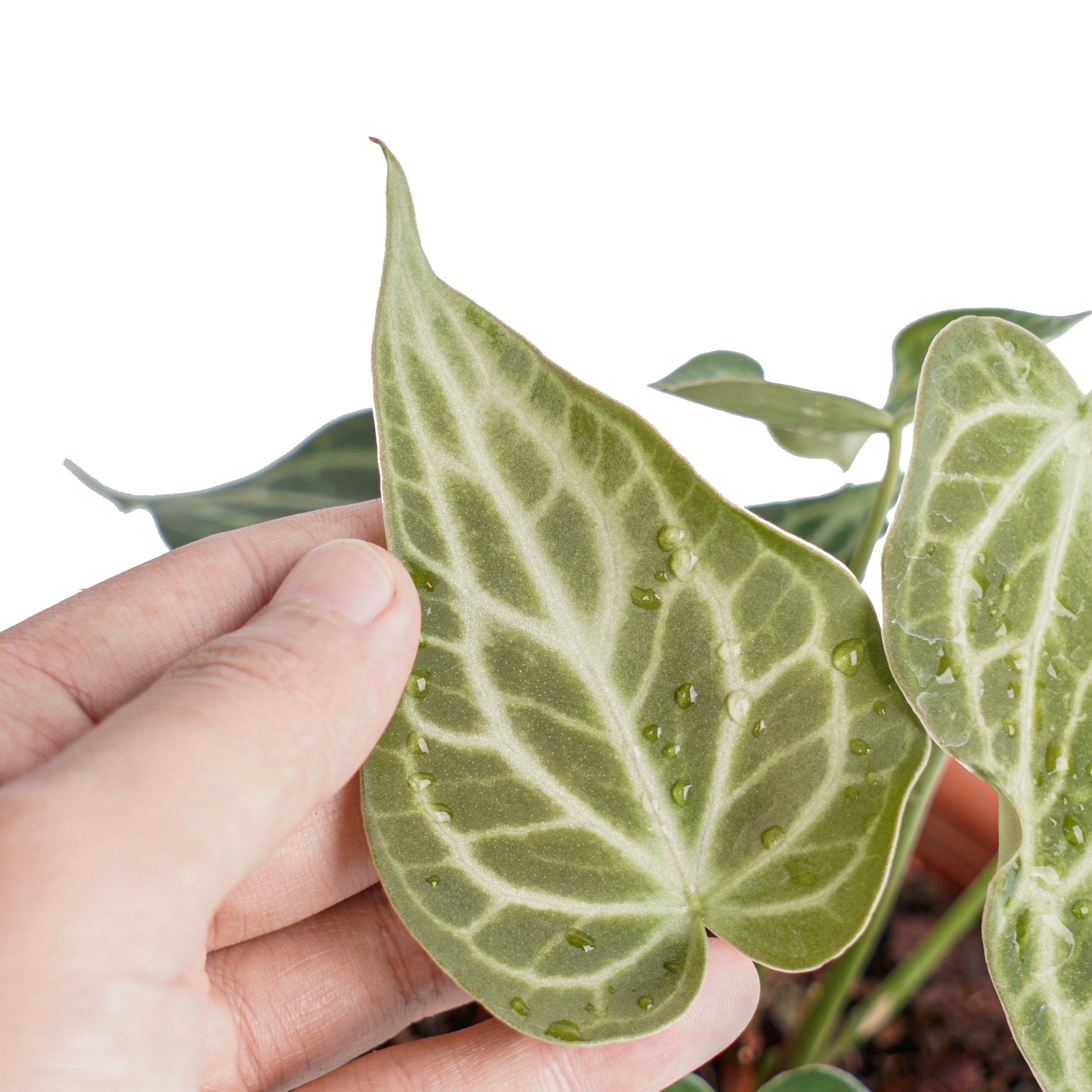 Anthurium king clarinervium - Image 3