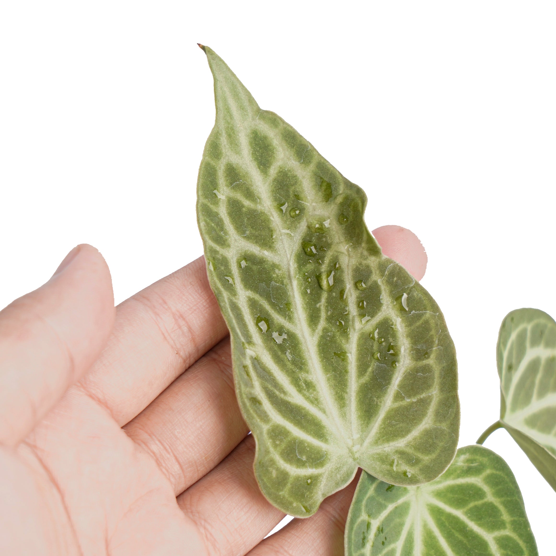 Anthurium king clarinervium - Image 4