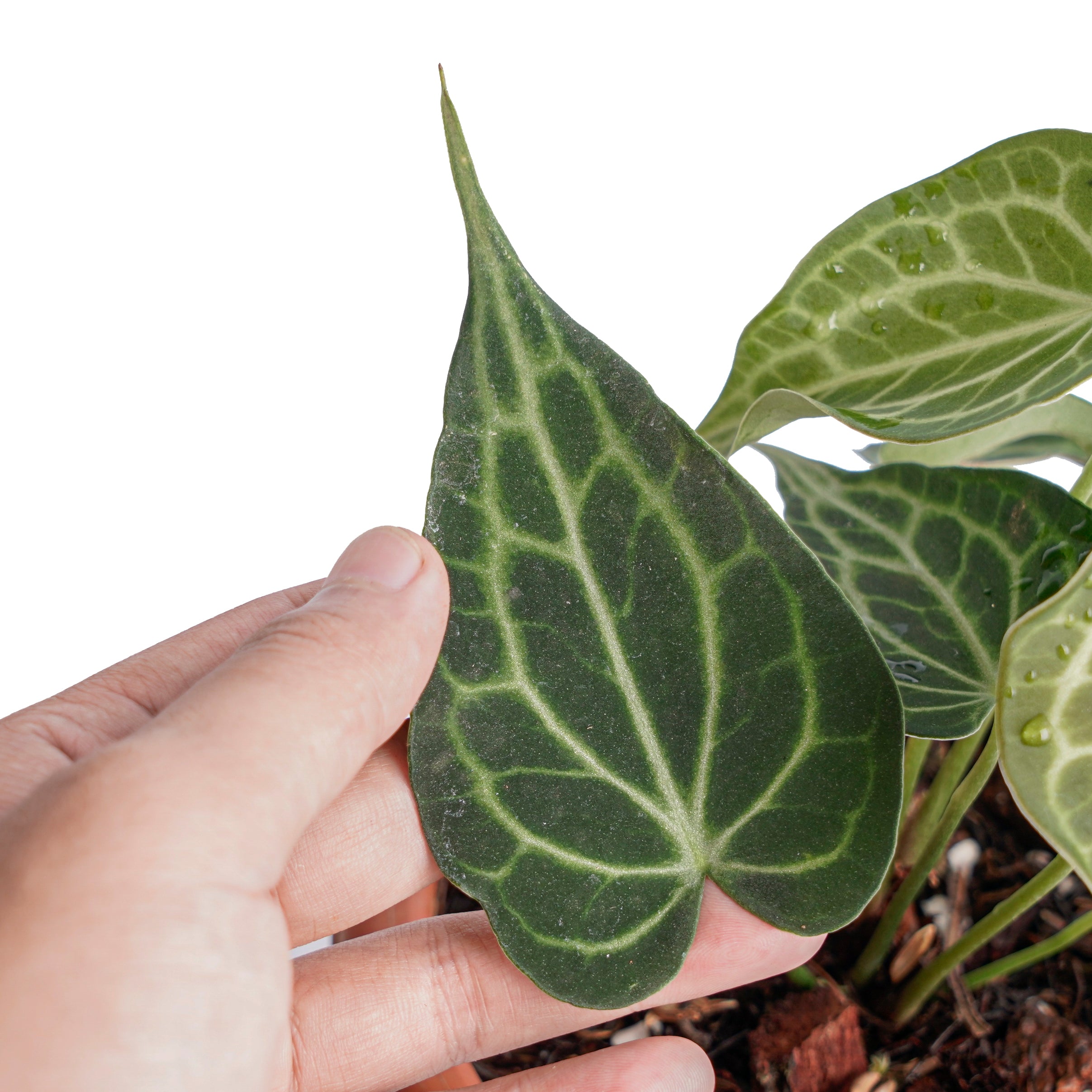 Anthurium king clarinervium - Image 5