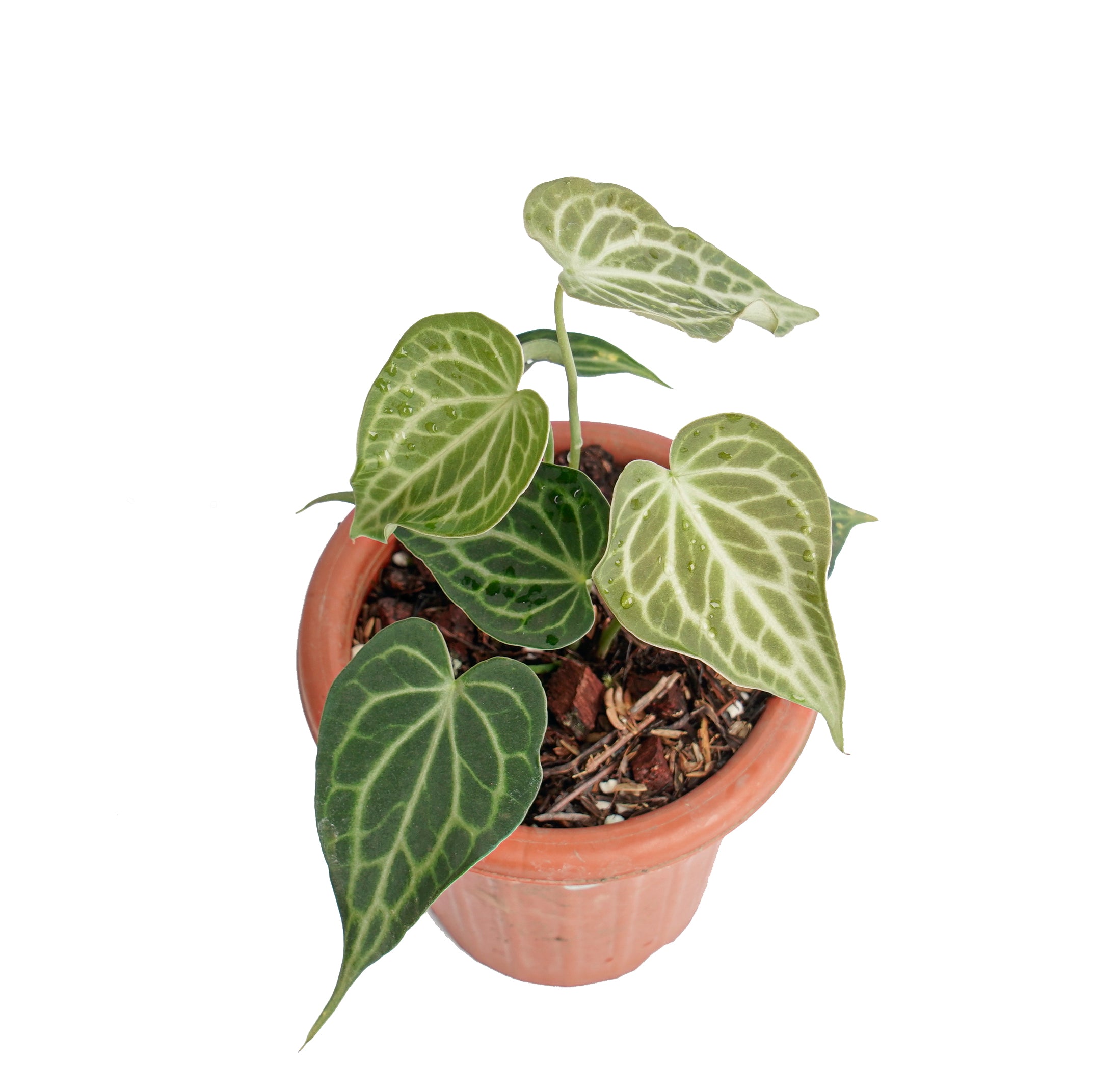 Anthurium king clarinervium - Image 6