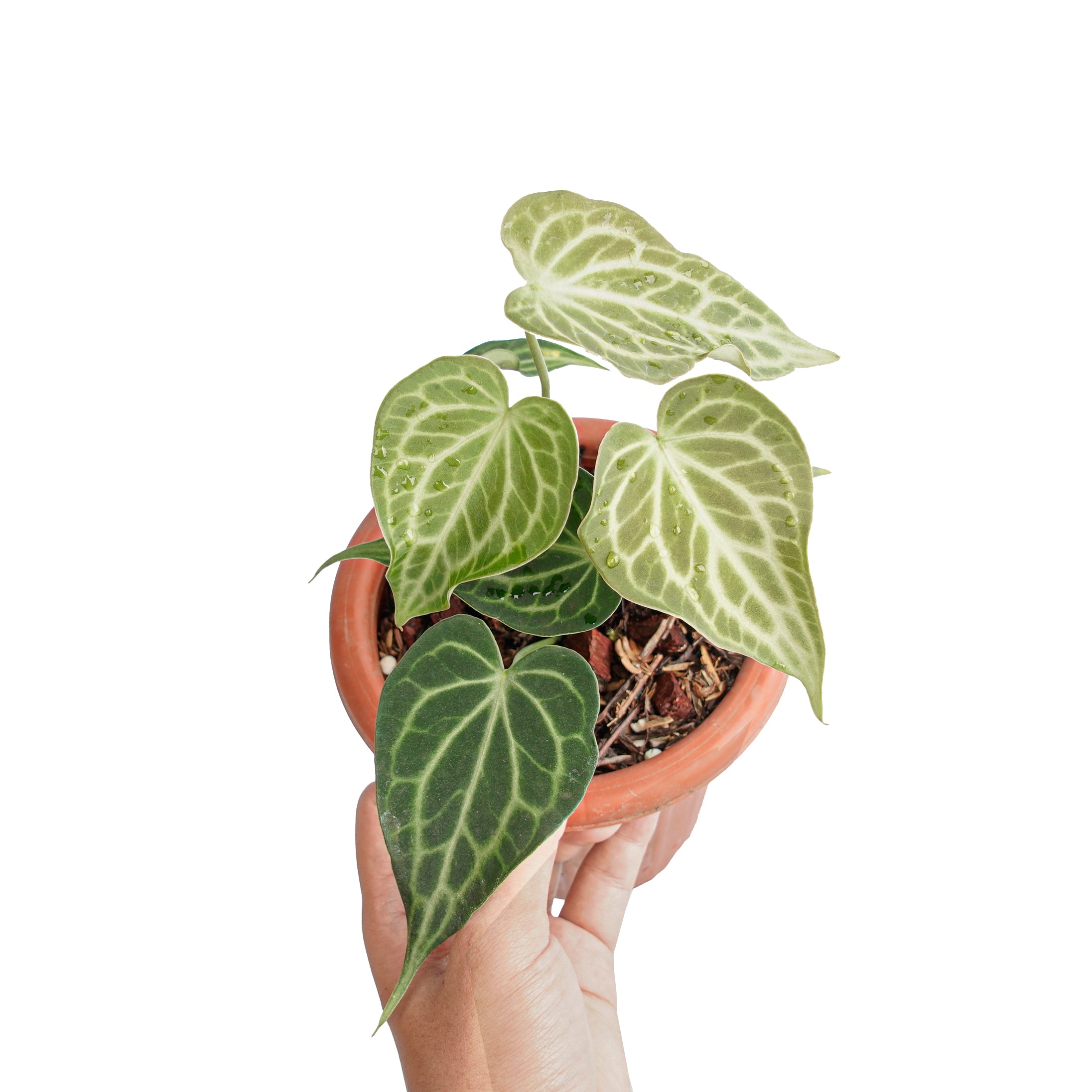 Anthurium king clarinervium - Image 7