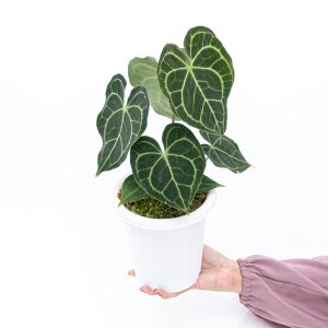 Anthurium Clarinervium - Mature size