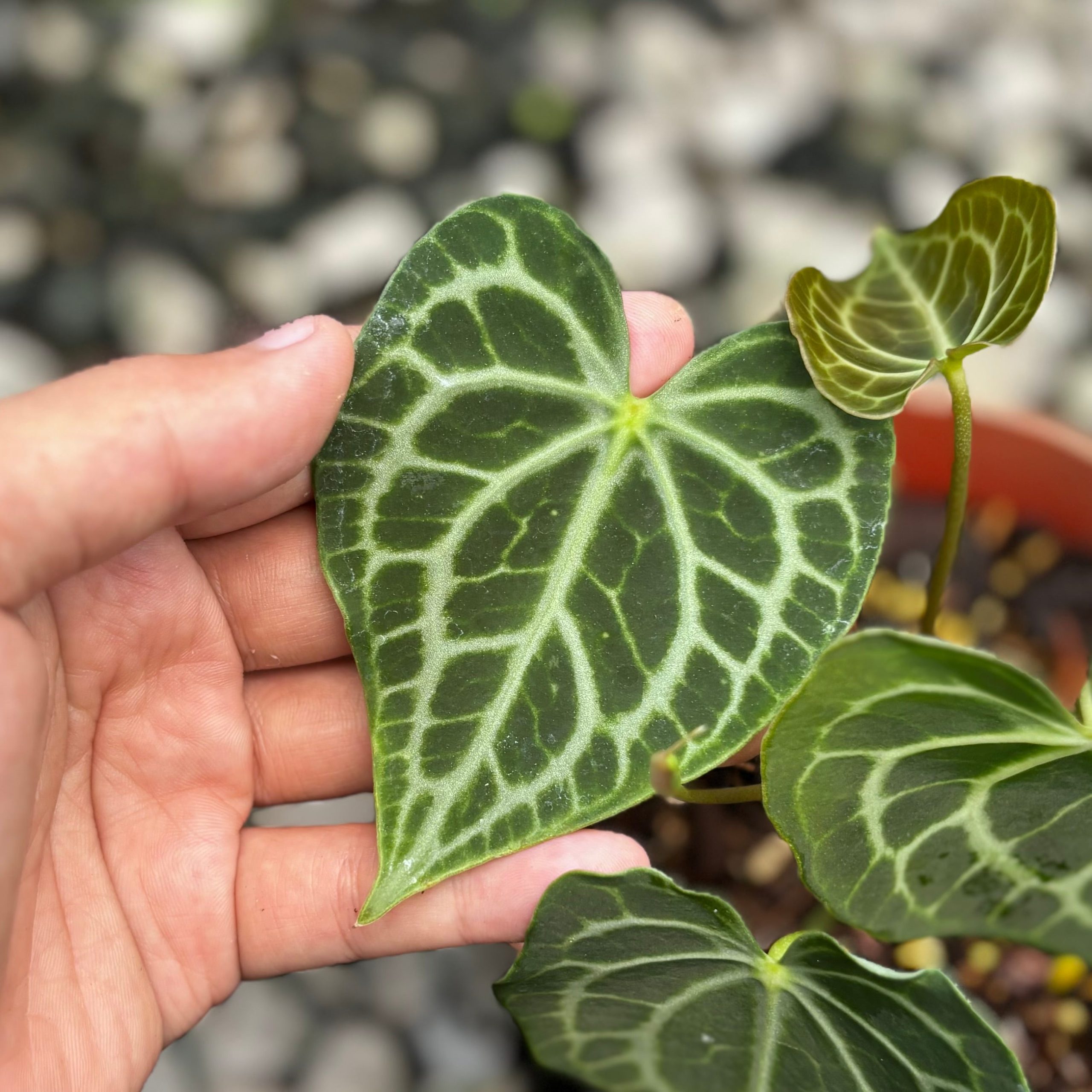 Anthurium king clarinervium x queen clarinervium - Image 2