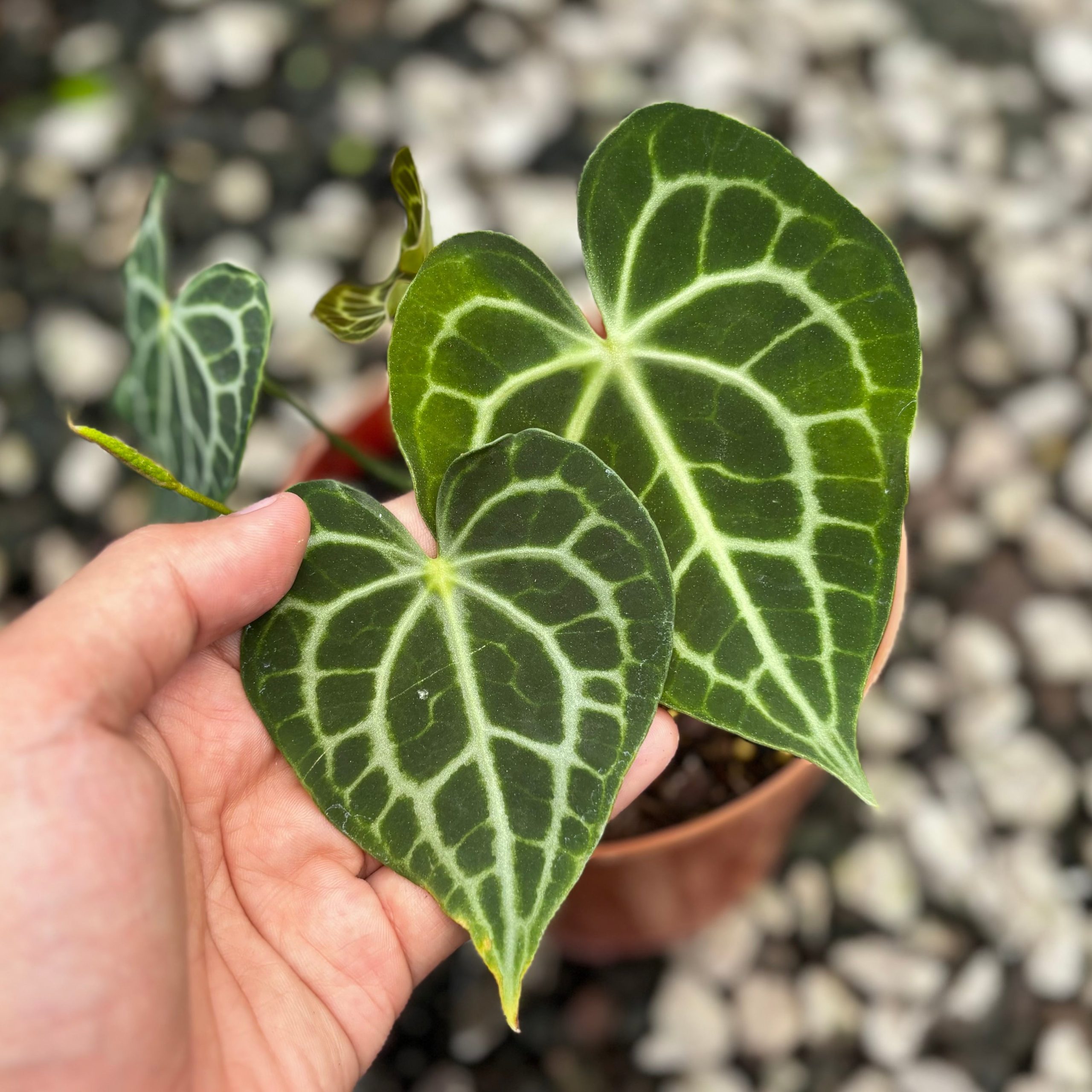 Anthurium king clarinervium x queen clarinervium - Image 3