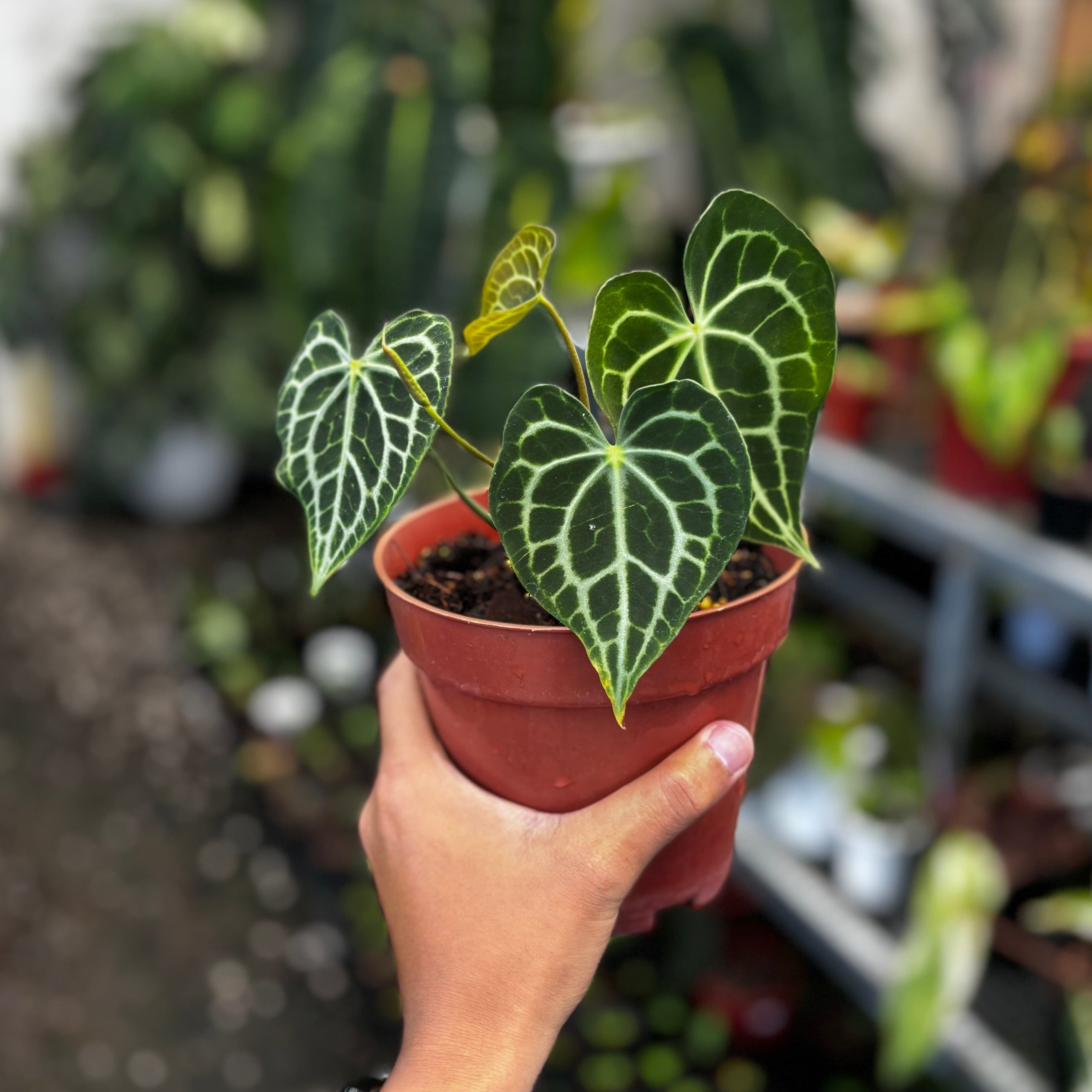 Anthurium king clarinervium x queen clarinervium - Image 4