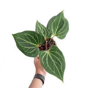 Anthurium king of spades butterfly