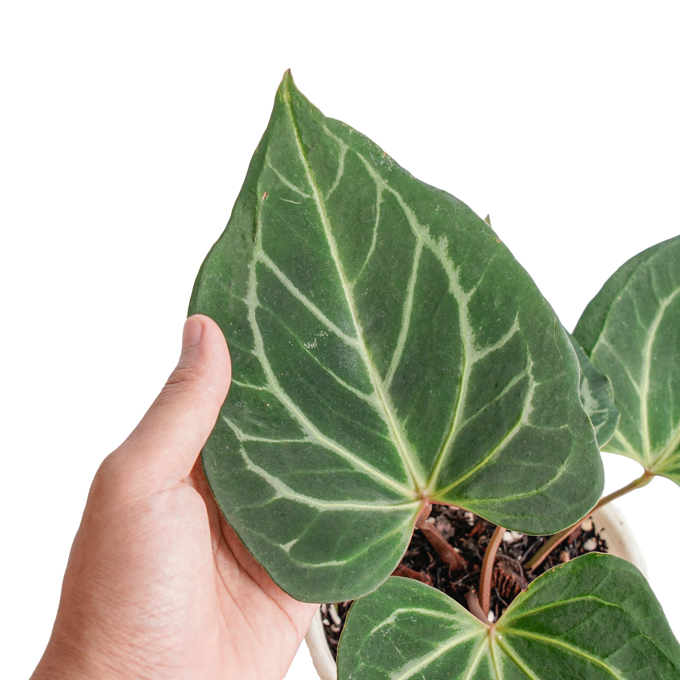 Anthurium king of spades butterfly - Image 2