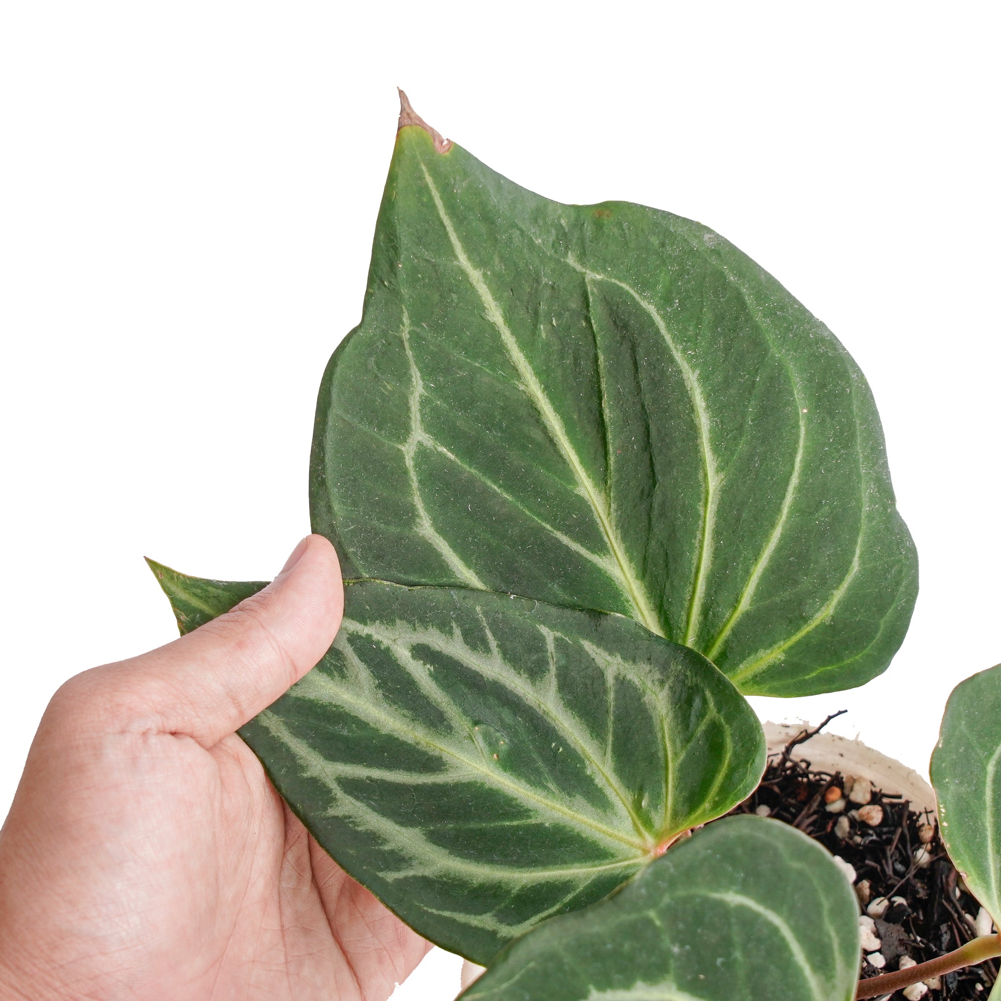 Anthurium king of spades butterfly - Image 3