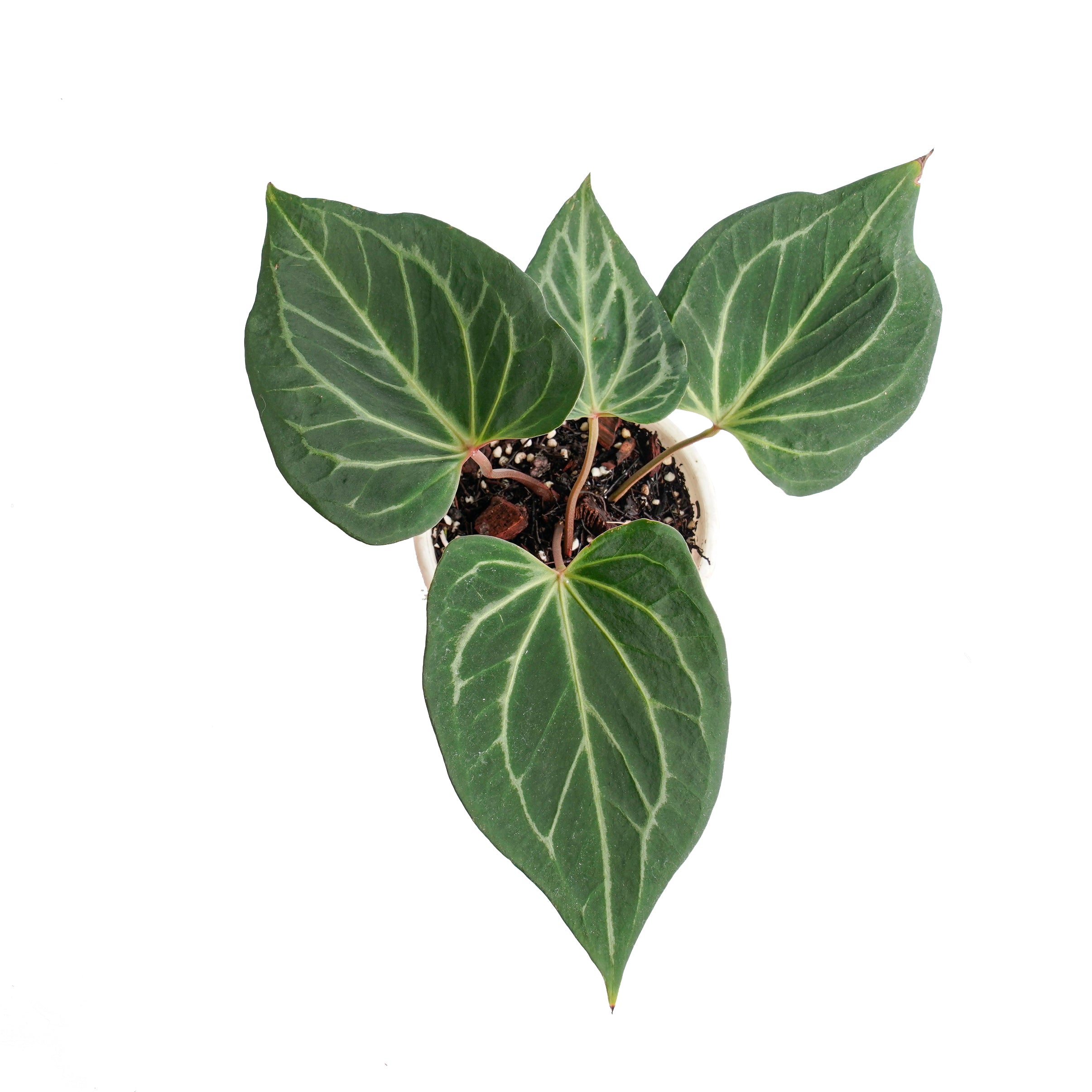 Anthurium king of spades butterfly - Image 4