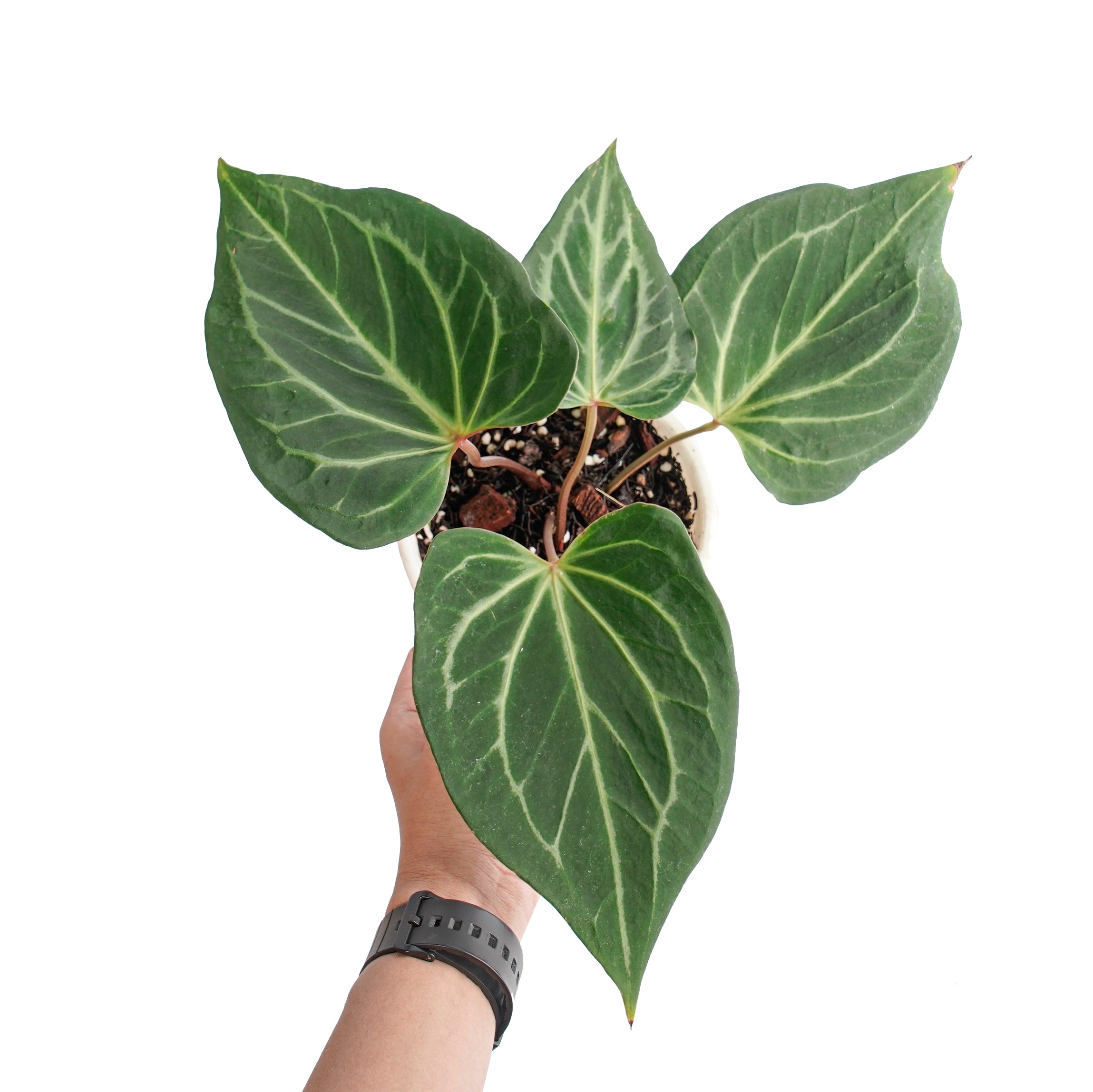 Anthurium king of spades butterfly - Image 5