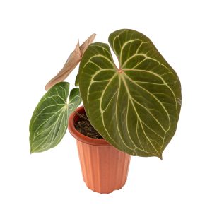 Anthurium king of spades - Mature size