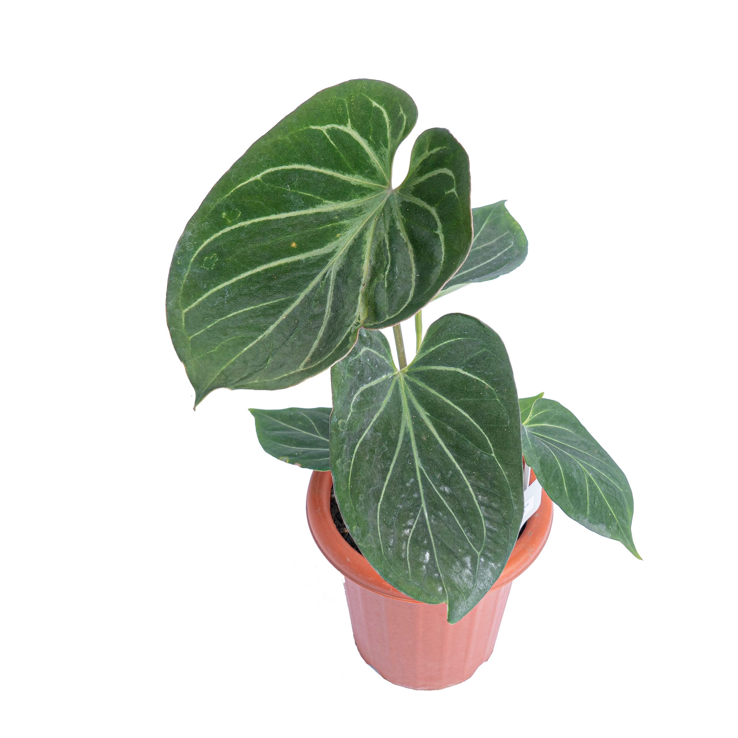 Anthurium king of spades - Medium size - Image 4
